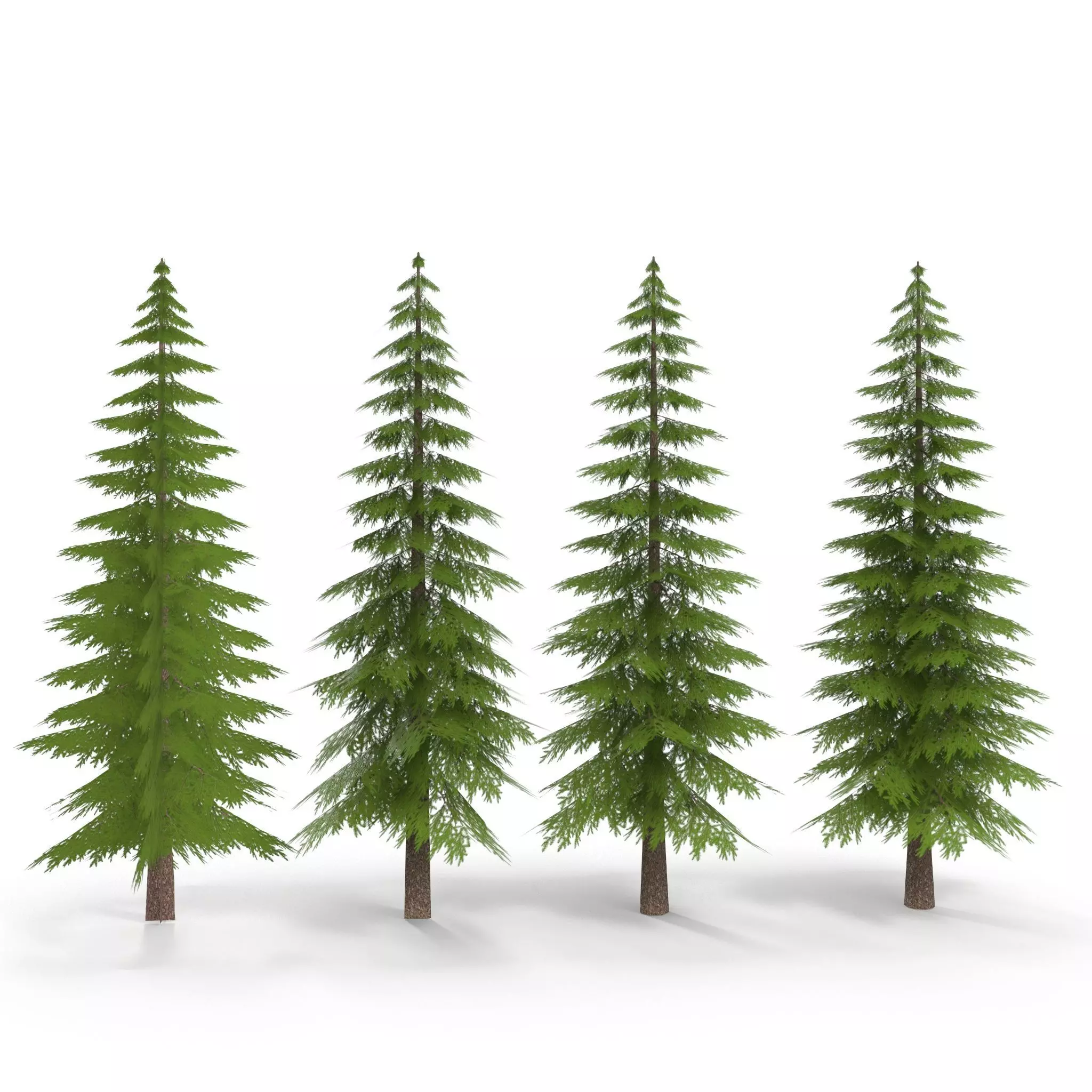 Canadian Spruce Tree Grean V1 Low-poly 3D model_0