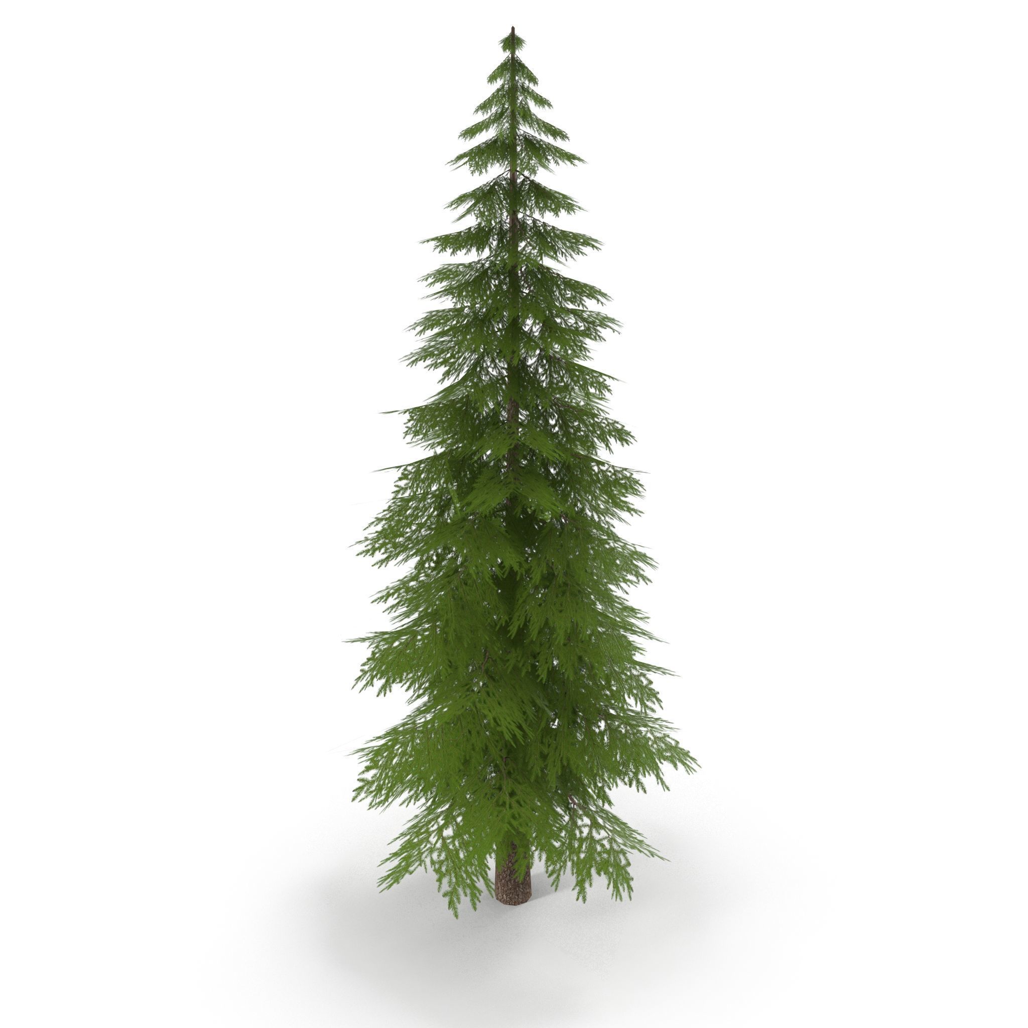 Canadian Spruce Tree Grean V1 Low-poly 3D model_1