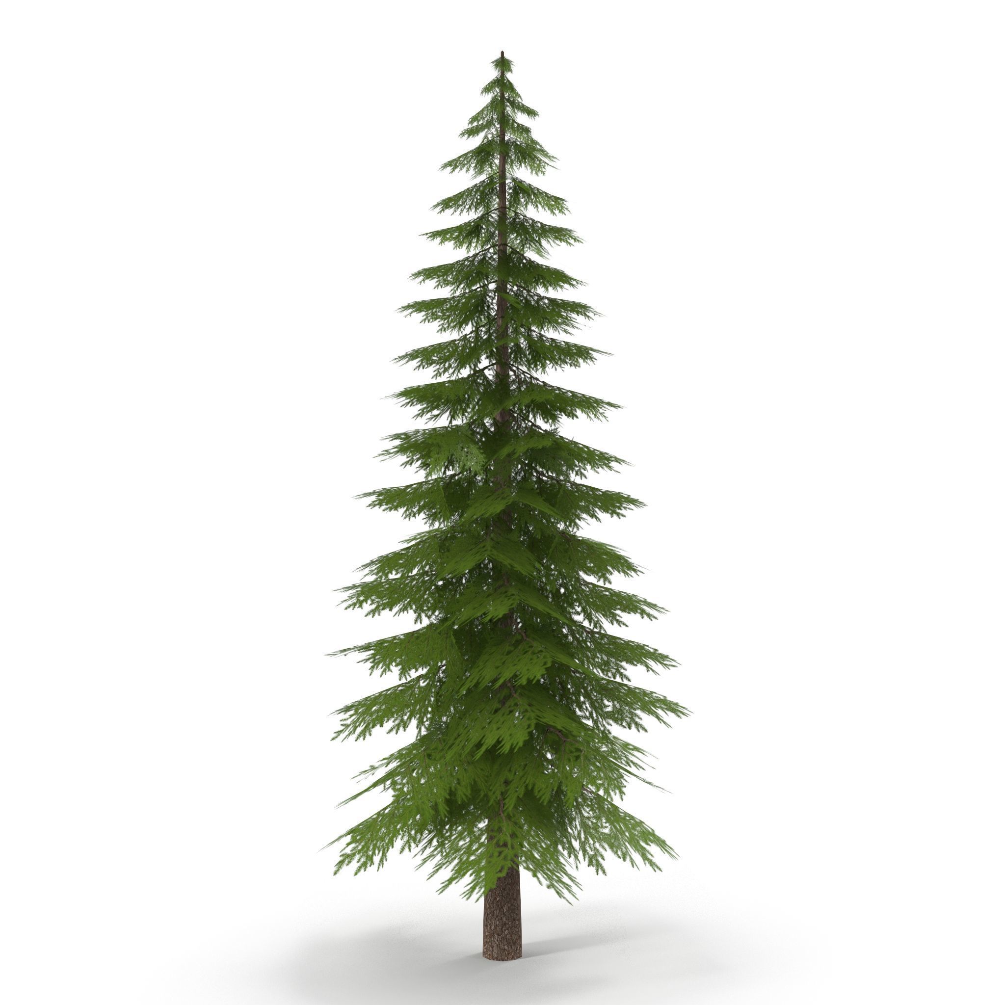 Canadian Spruce Tree Grean V1 Low-poly 3D model_7