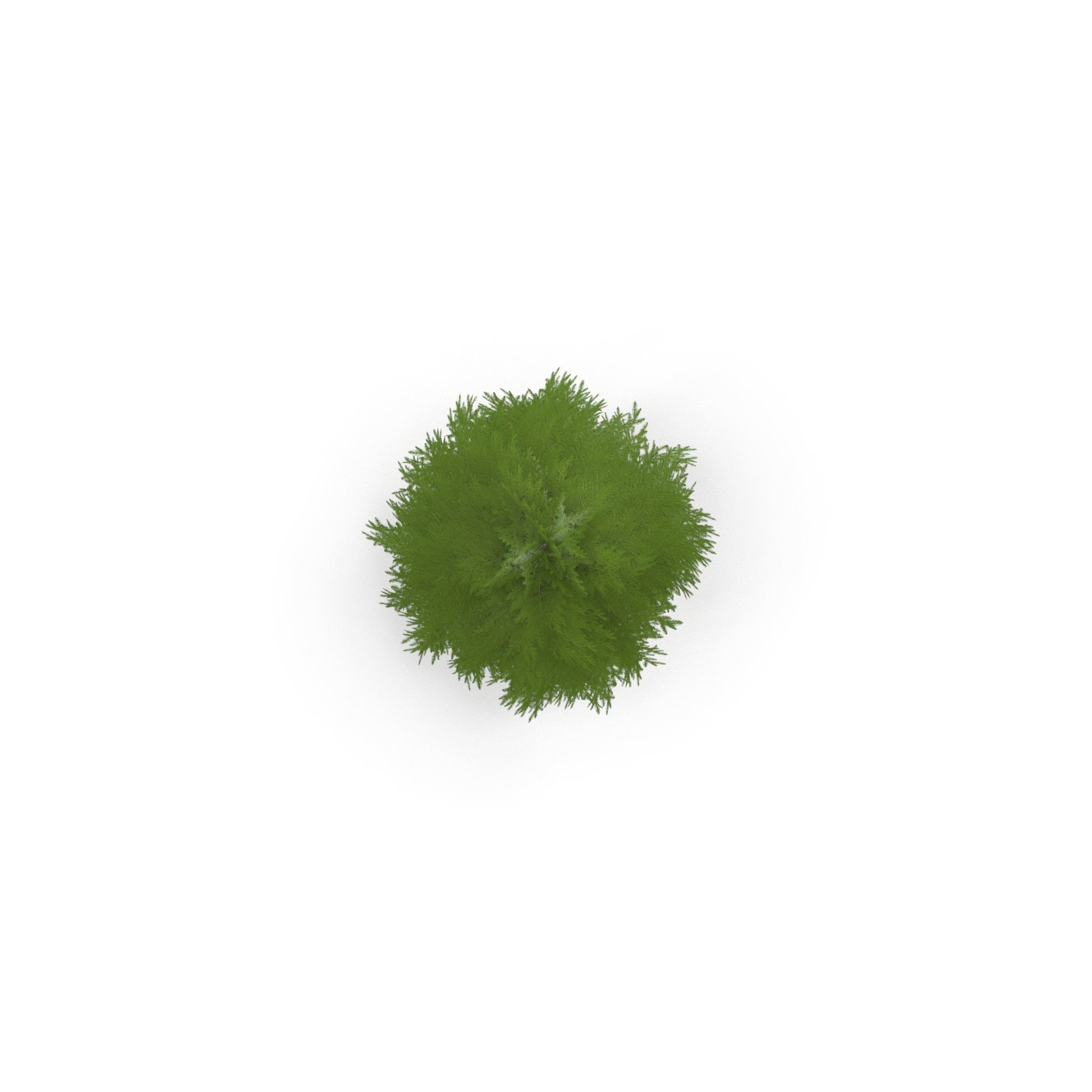 Canadian Spruce Tree Grean V1 Low-poly 3D model_4