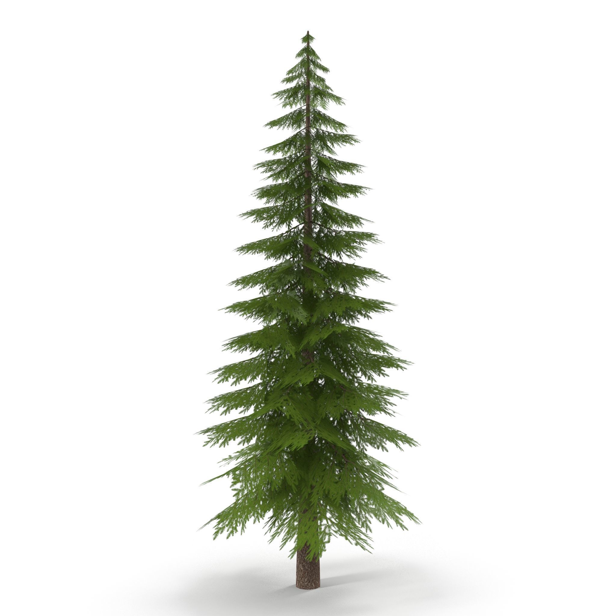 Canadian Spruce Tree Grean V1 Low-poly 3D model_6