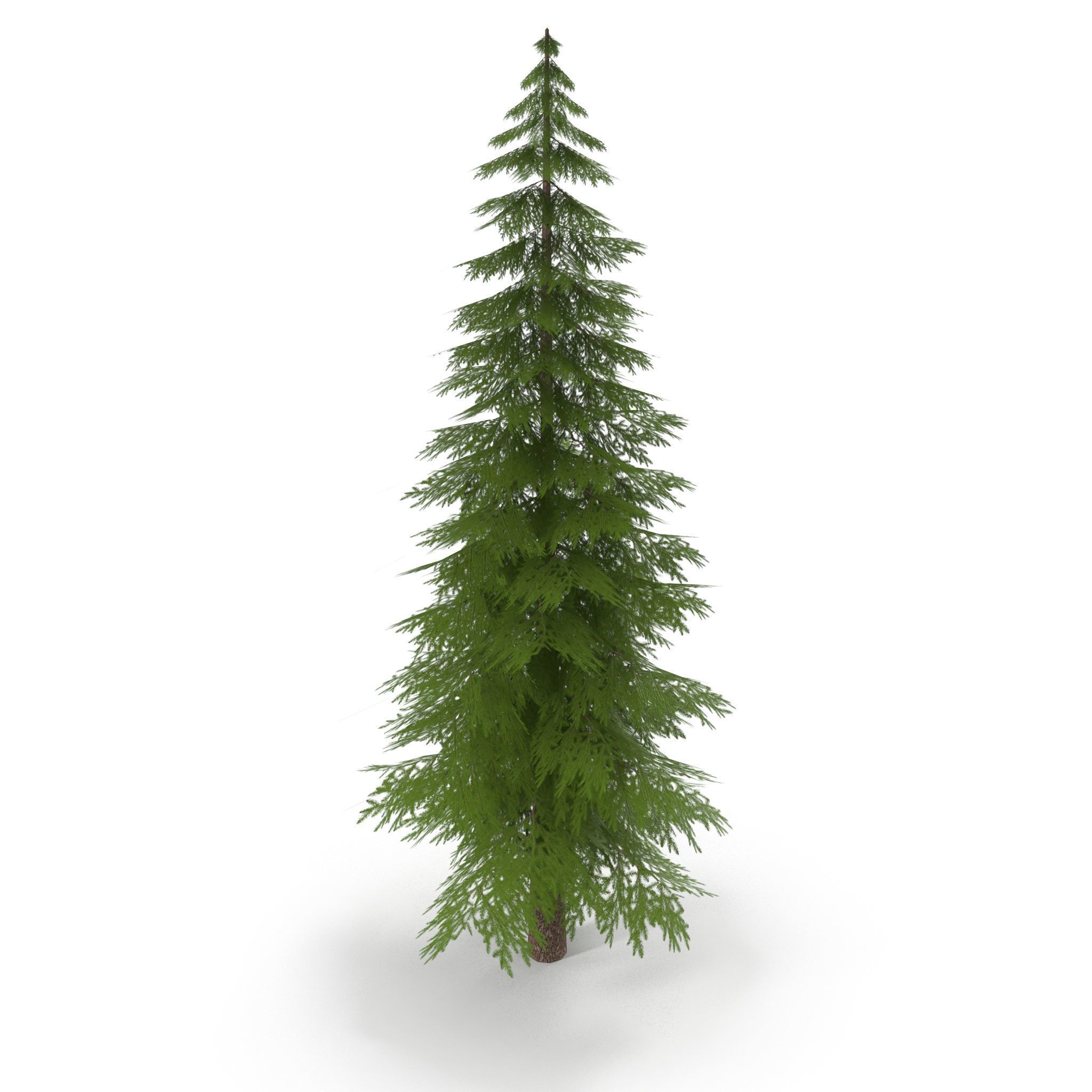 Canadian Spruce Tree Grean V1 Low-poly 3D model_5
