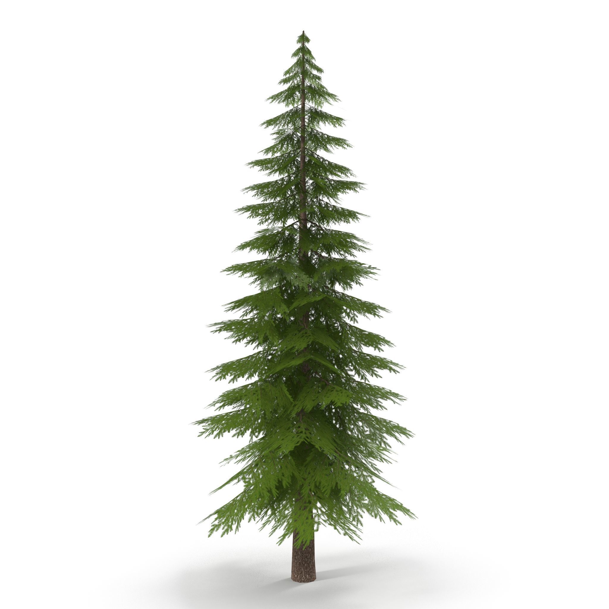 Canadian Spruce Tree Grean V1 Low-poly 3D model_2