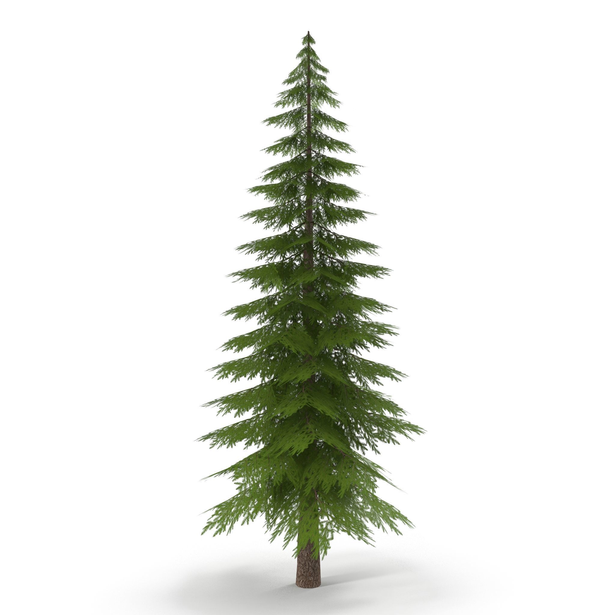 Canadian Spruce Tree Grean V1 Low-poly 3D model_3