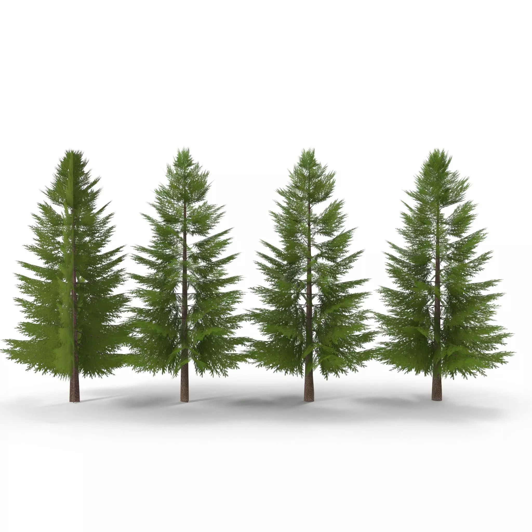 Canadian Spruce Tree Grean V2 Low-poly 3D model
