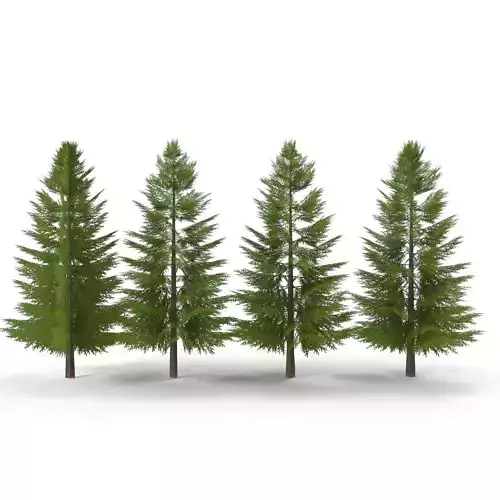 Canadian Spruce Tree Grean V2 Low-poly 3D model