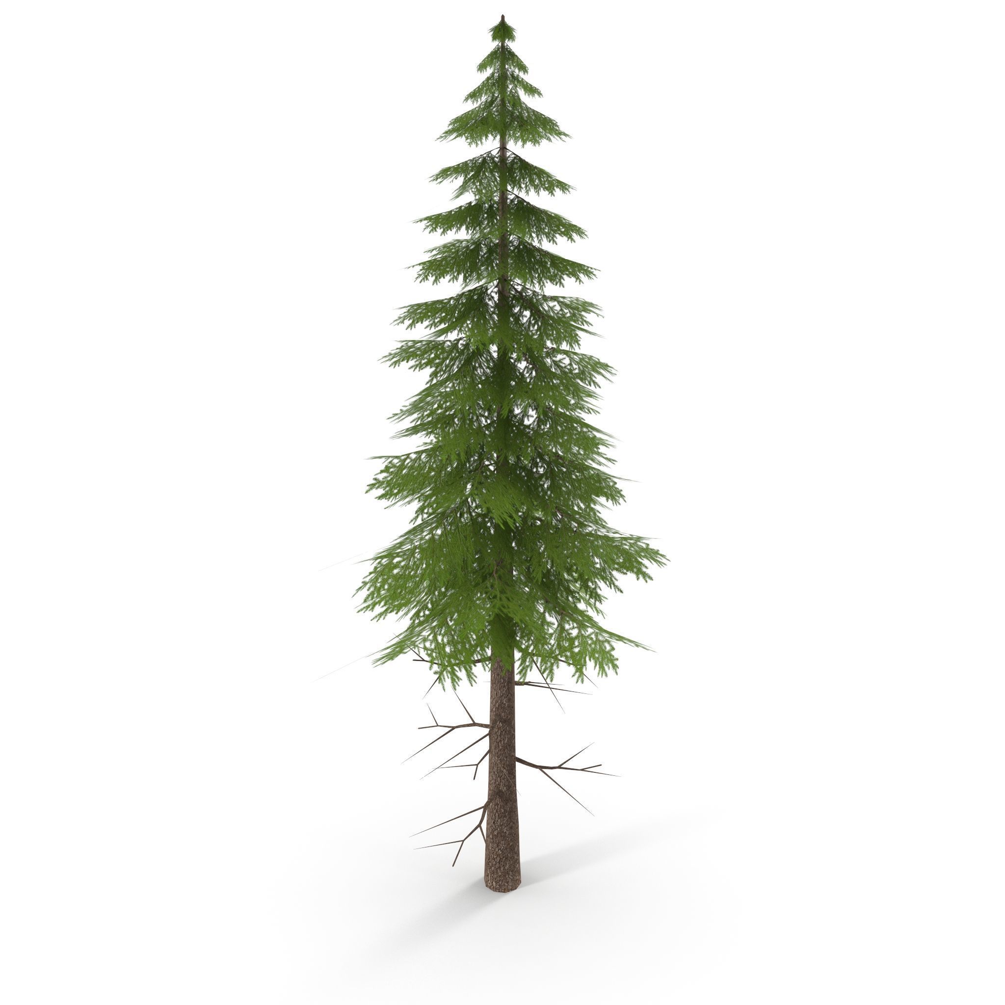 Canadian Spruce Tree Grean V3 Low-poly 3D model_1