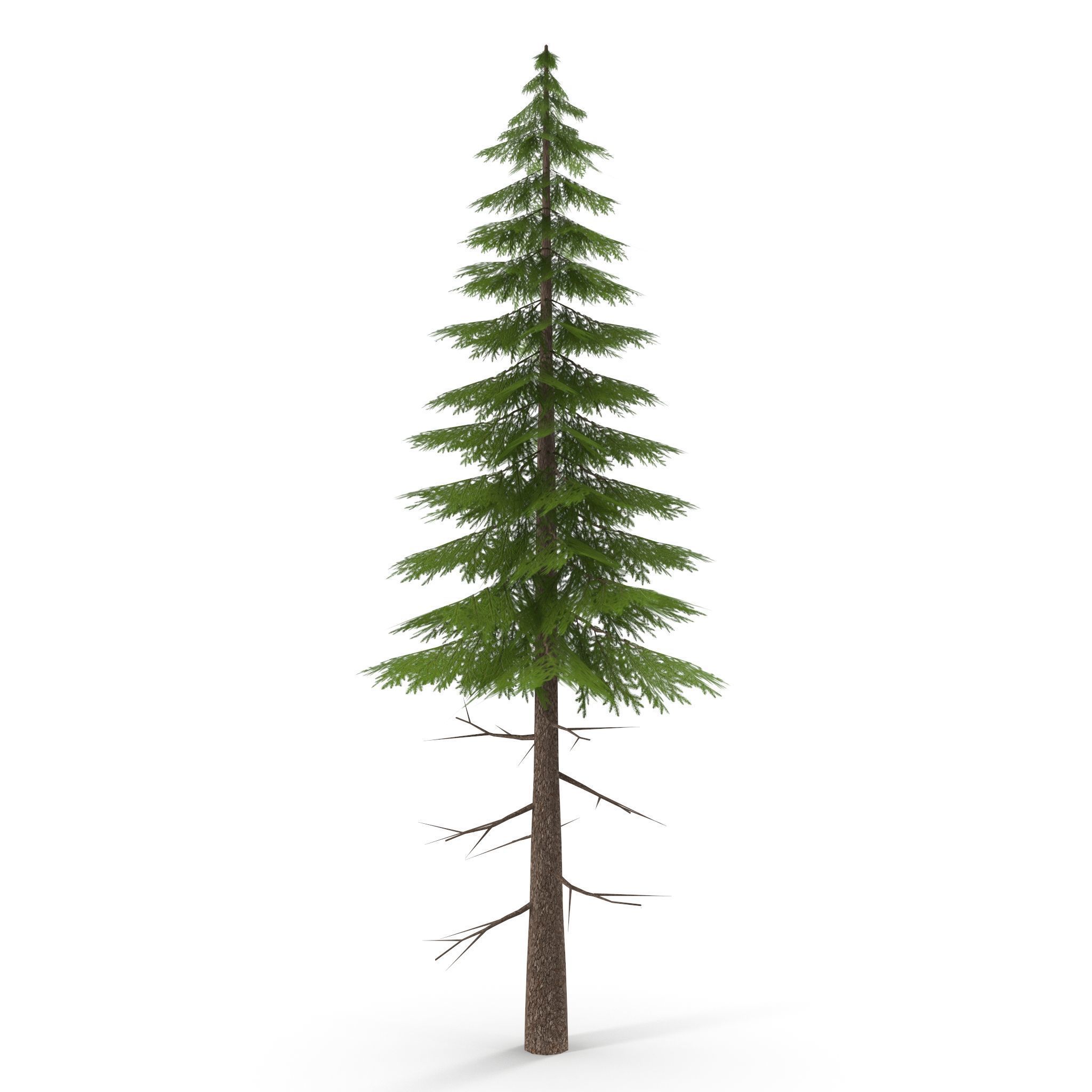 Canadian Spruce Tree Grean V3 Low-poly 3D model_2
