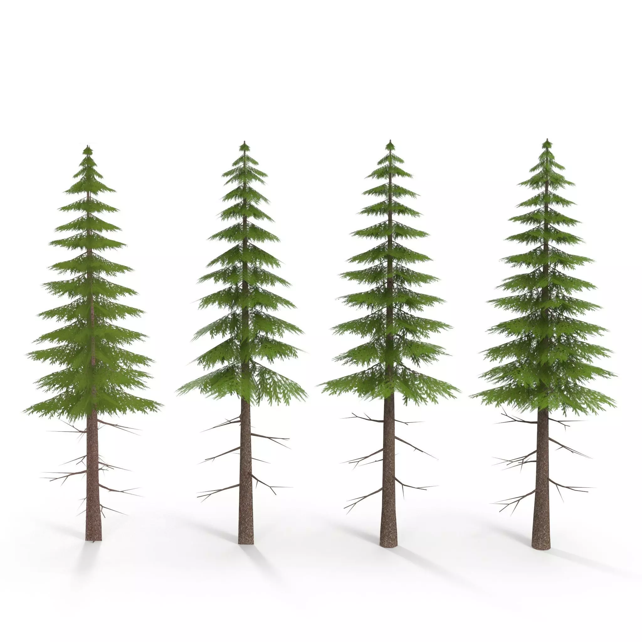 Canadian Spruce Tree Grean V3 Low-poly 3D model_0