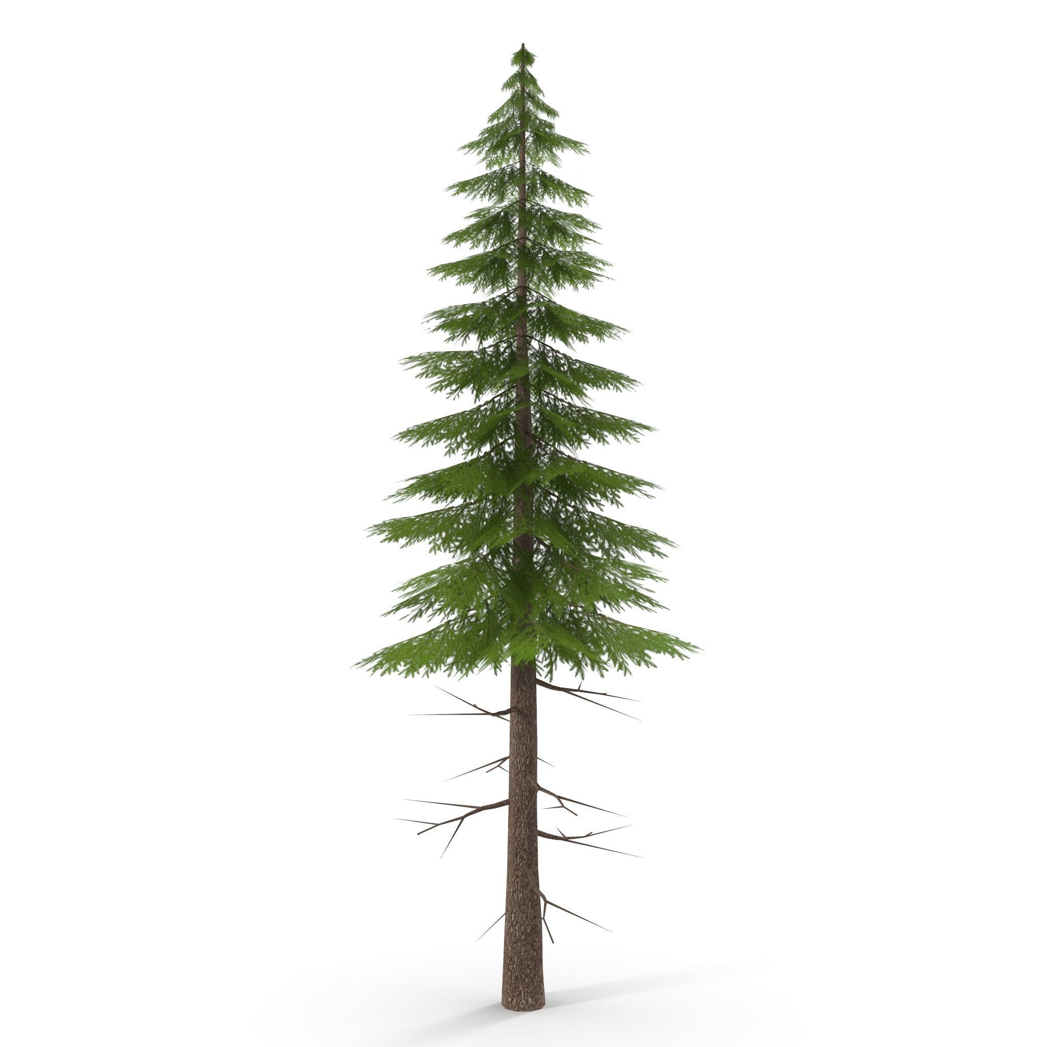 Canadian Spruce Tree Grean V3 Low-poly 3D model_7