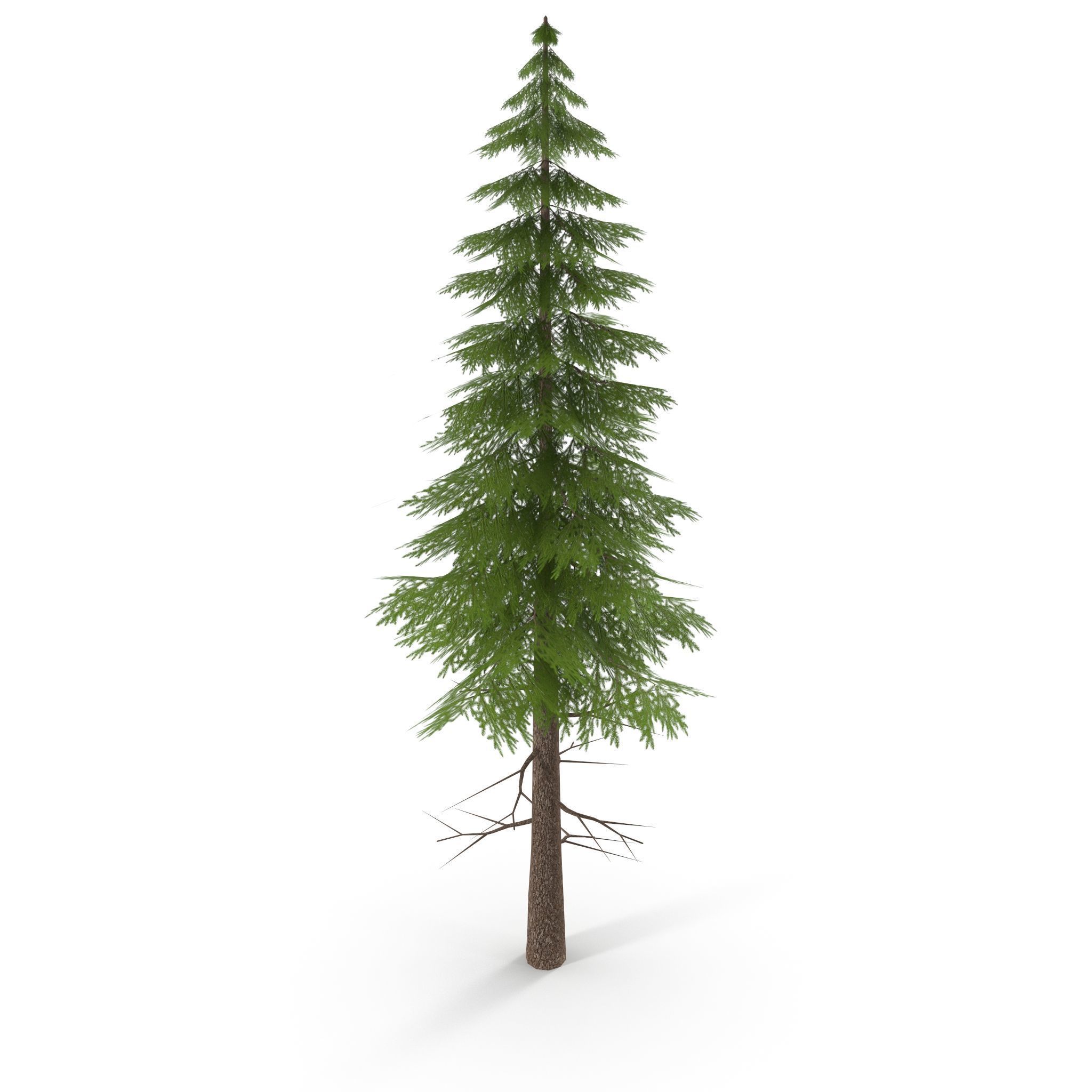 Canadian Spruce Tree Grean V3 Low-poly 3D model_4