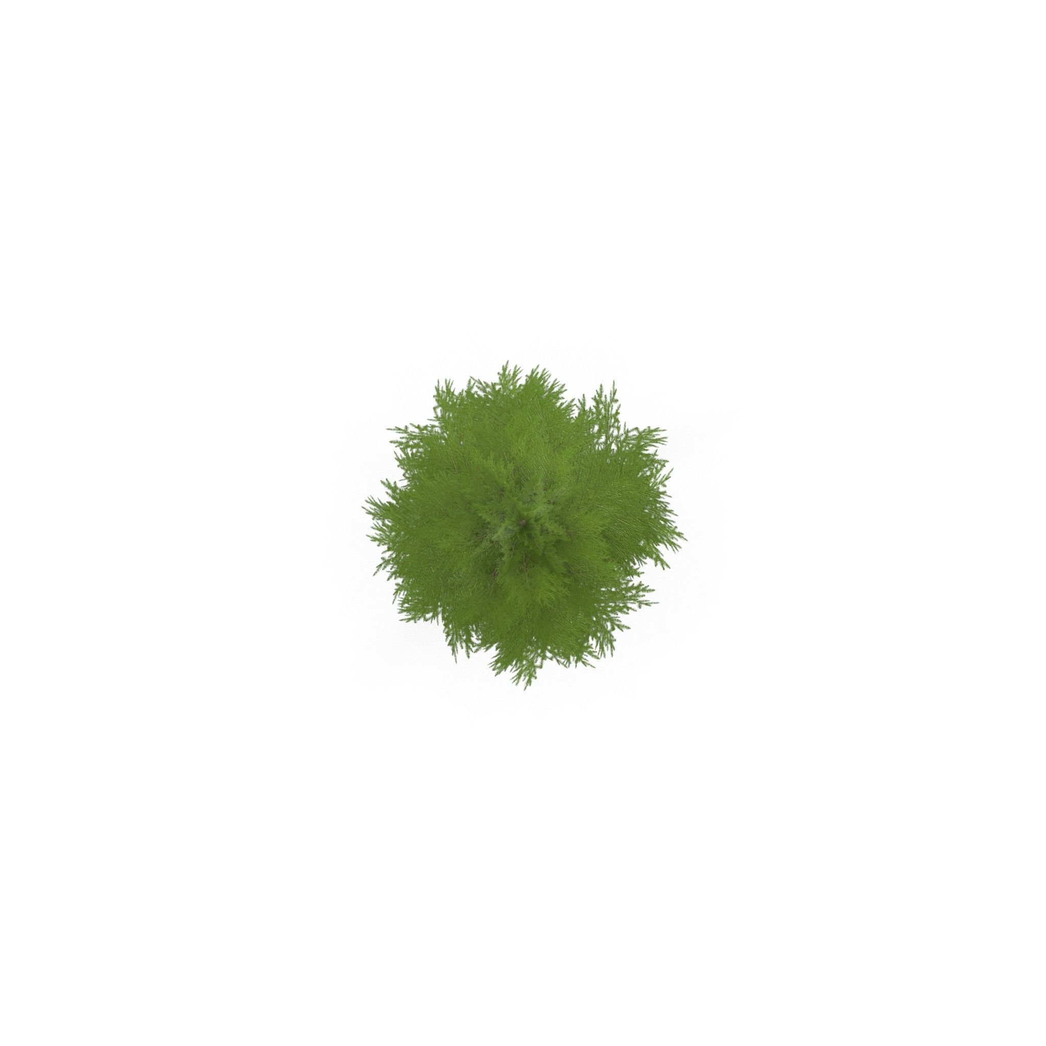 Canadian Spruce Tree Grean V3 Low-poly 3D model_3