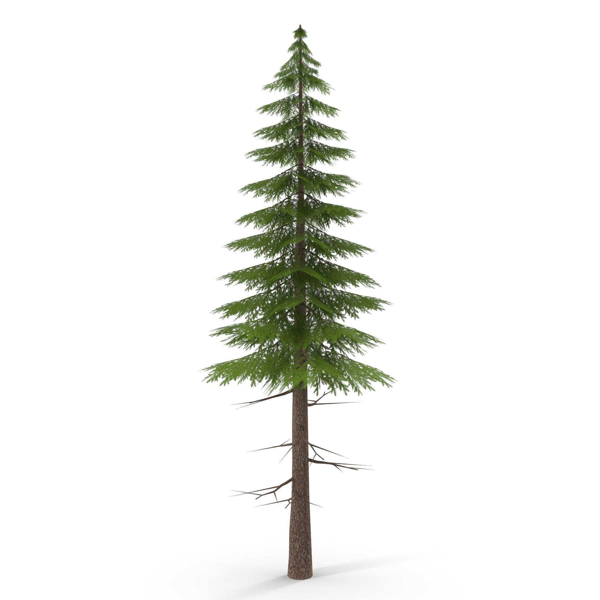 Canadian Spruce Tree Grean V3 Low-poly 3D model_5