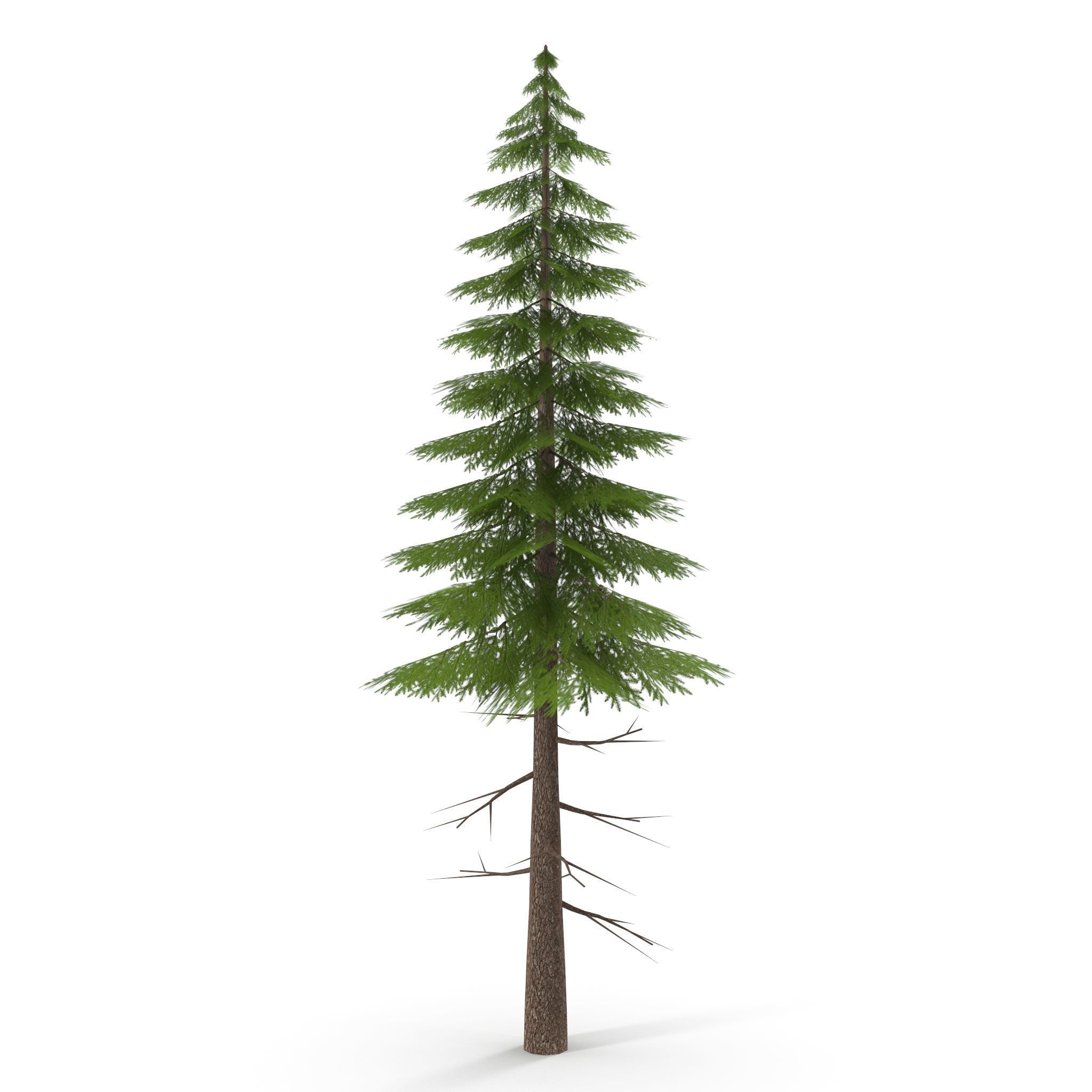 Canadian Spruce Tree Grean V3 Low-poly 3D model_6