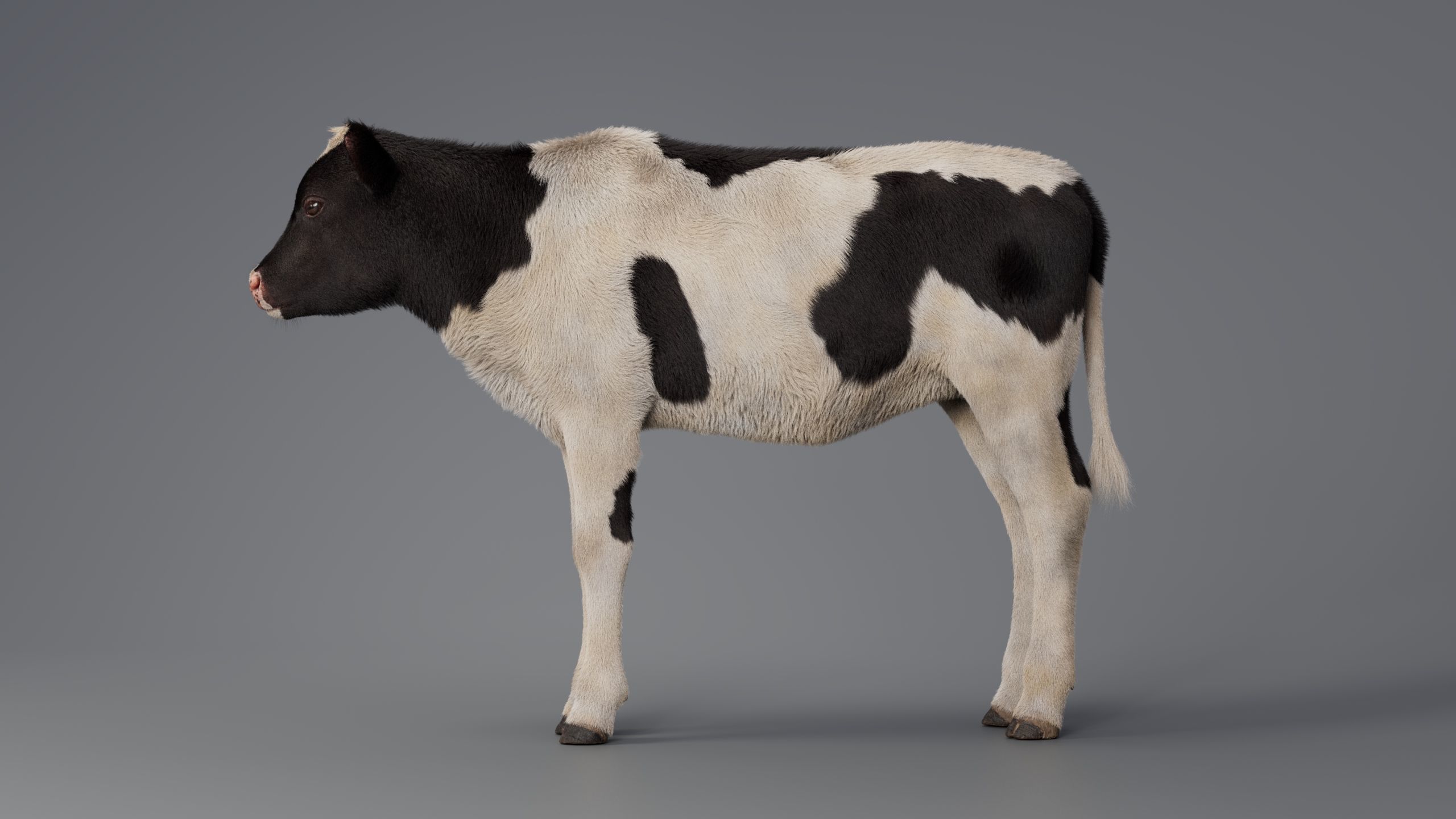 Realistic Cow Calf With Fur Rigged 3D model_5