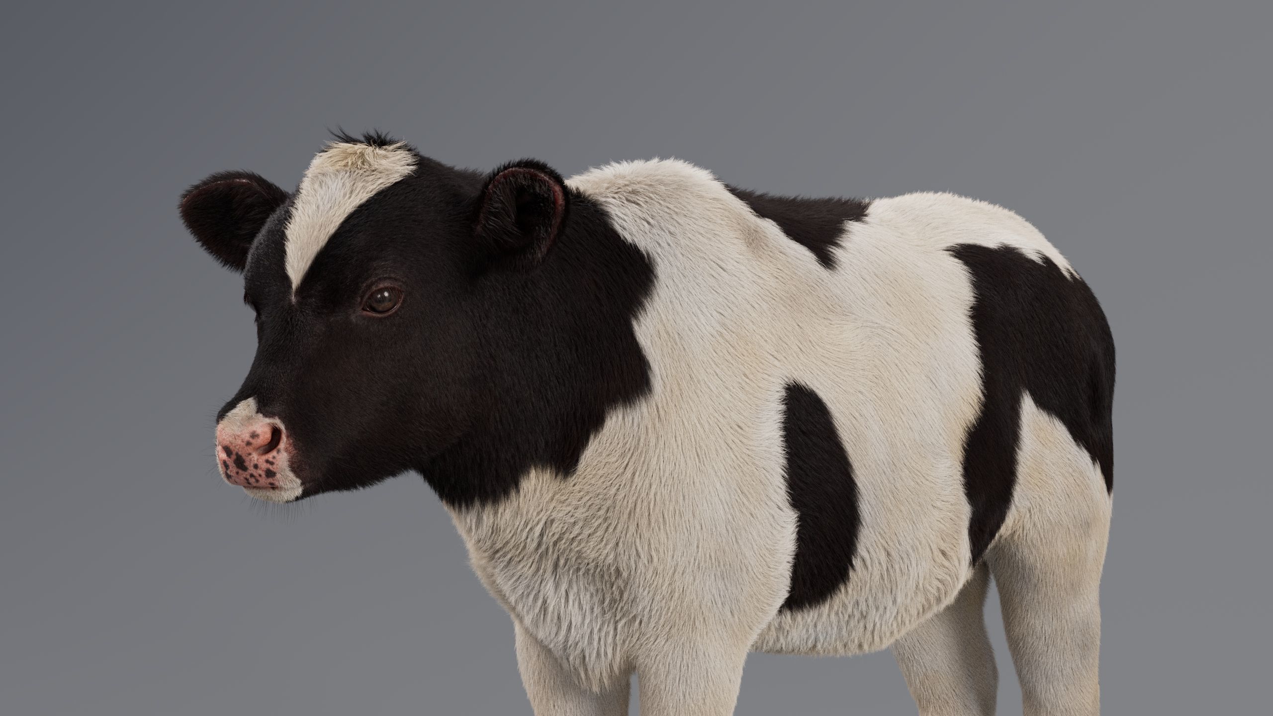 Realistic Cow Calf With Fur Rigged 3D model_1