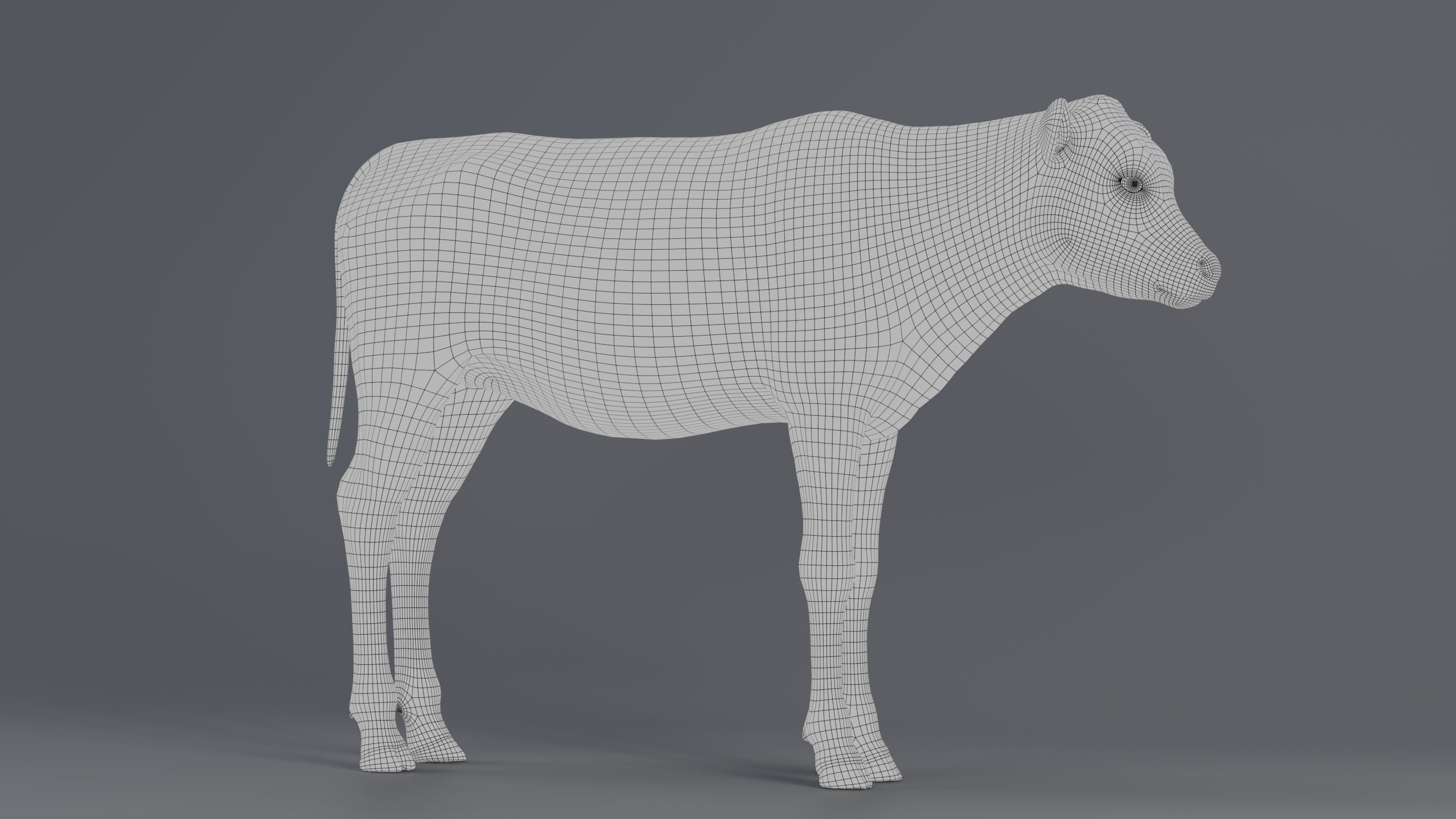 Realistic Cow Calf With Fur Rigged 3D model_10