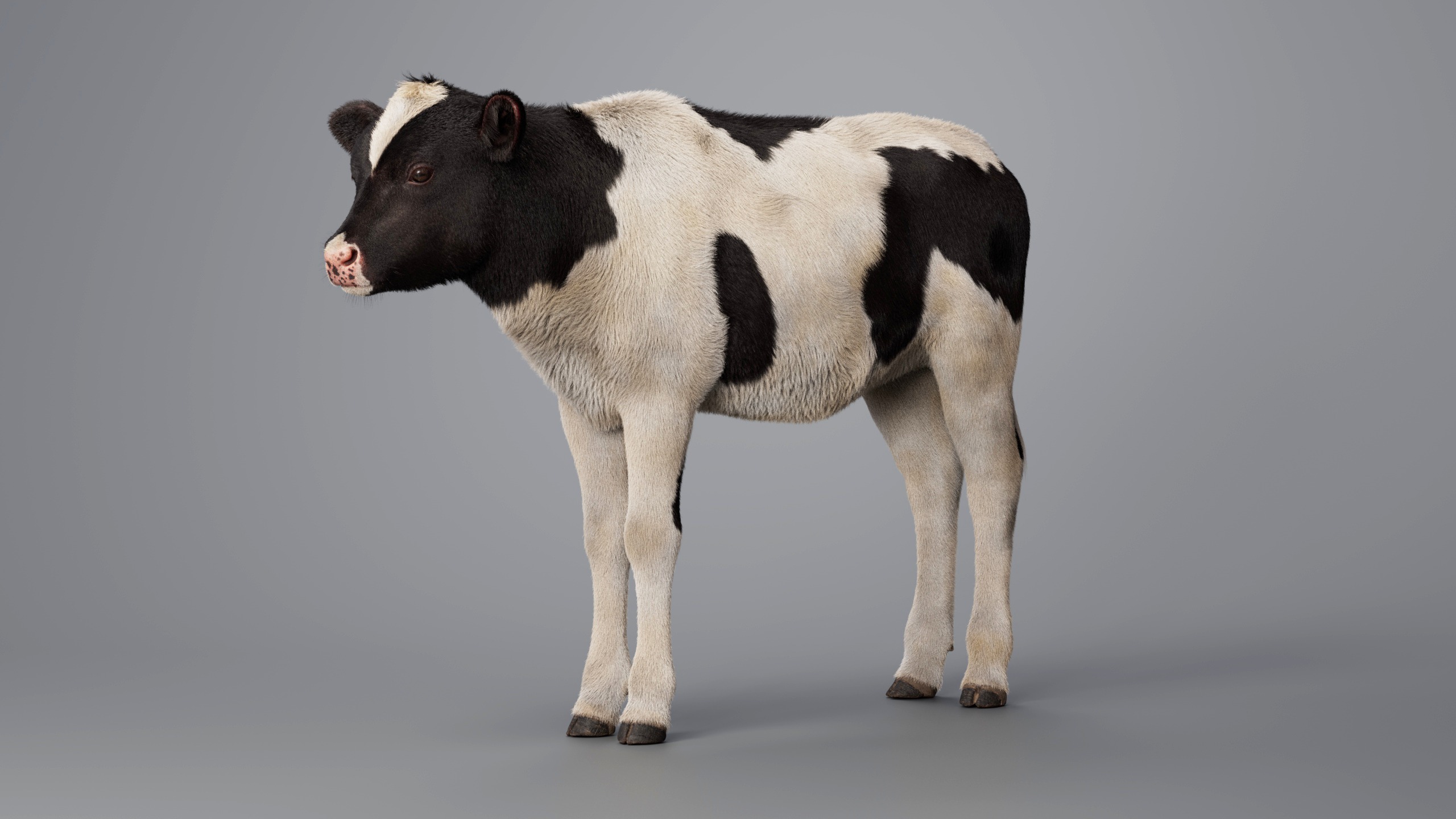 Realistic Cow Calf With Fur Rigged 3D model_3