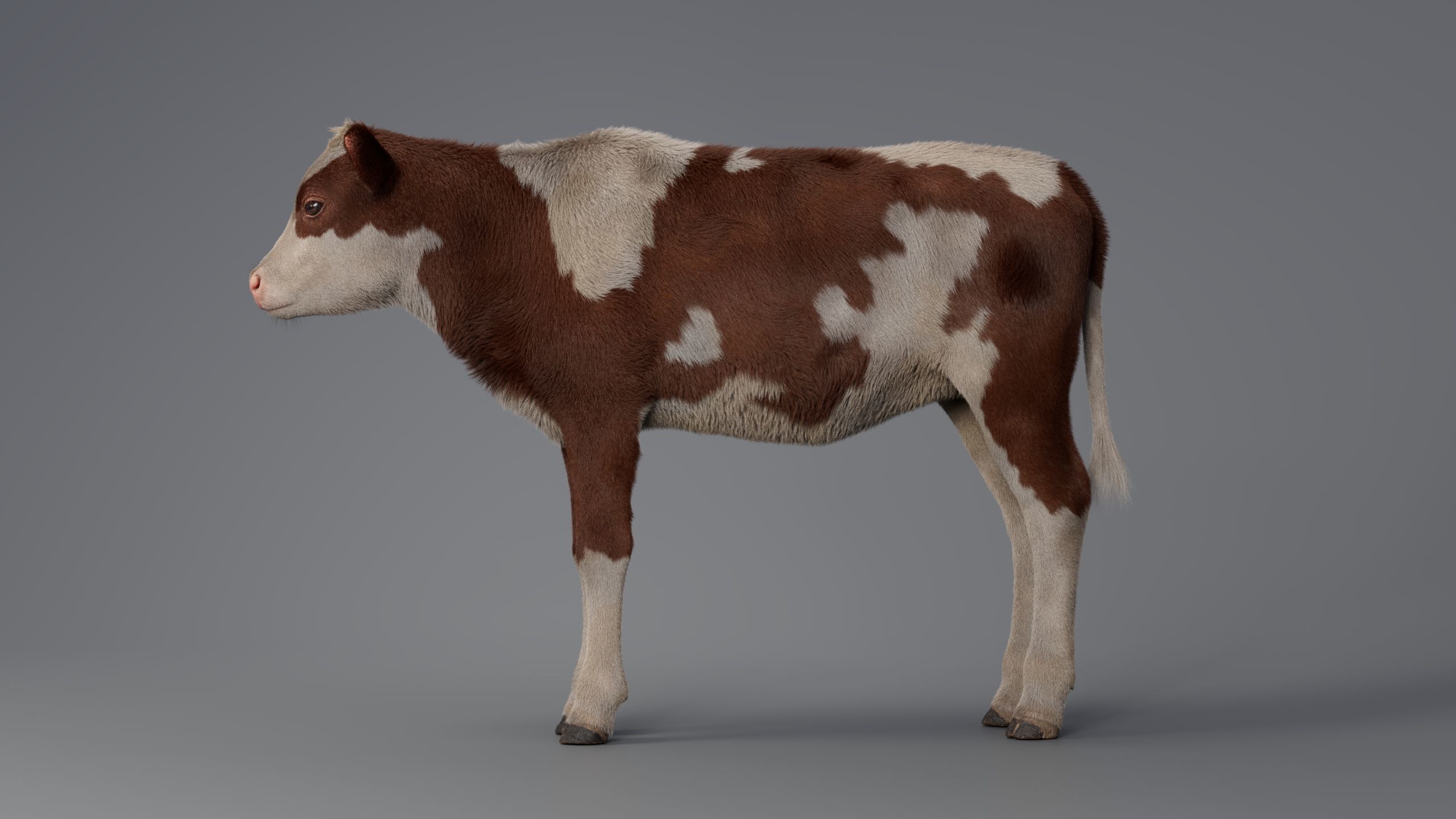 Realistic Cow Calf With Fur Rigged 3D model_8