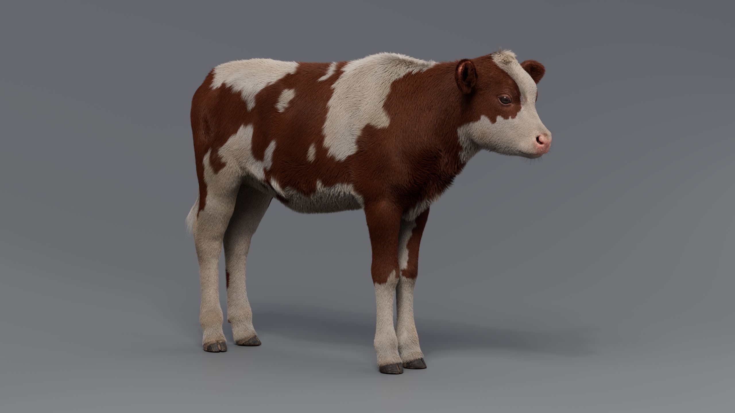 Realistic Cow Calf With Fur Rigged 3D model_4