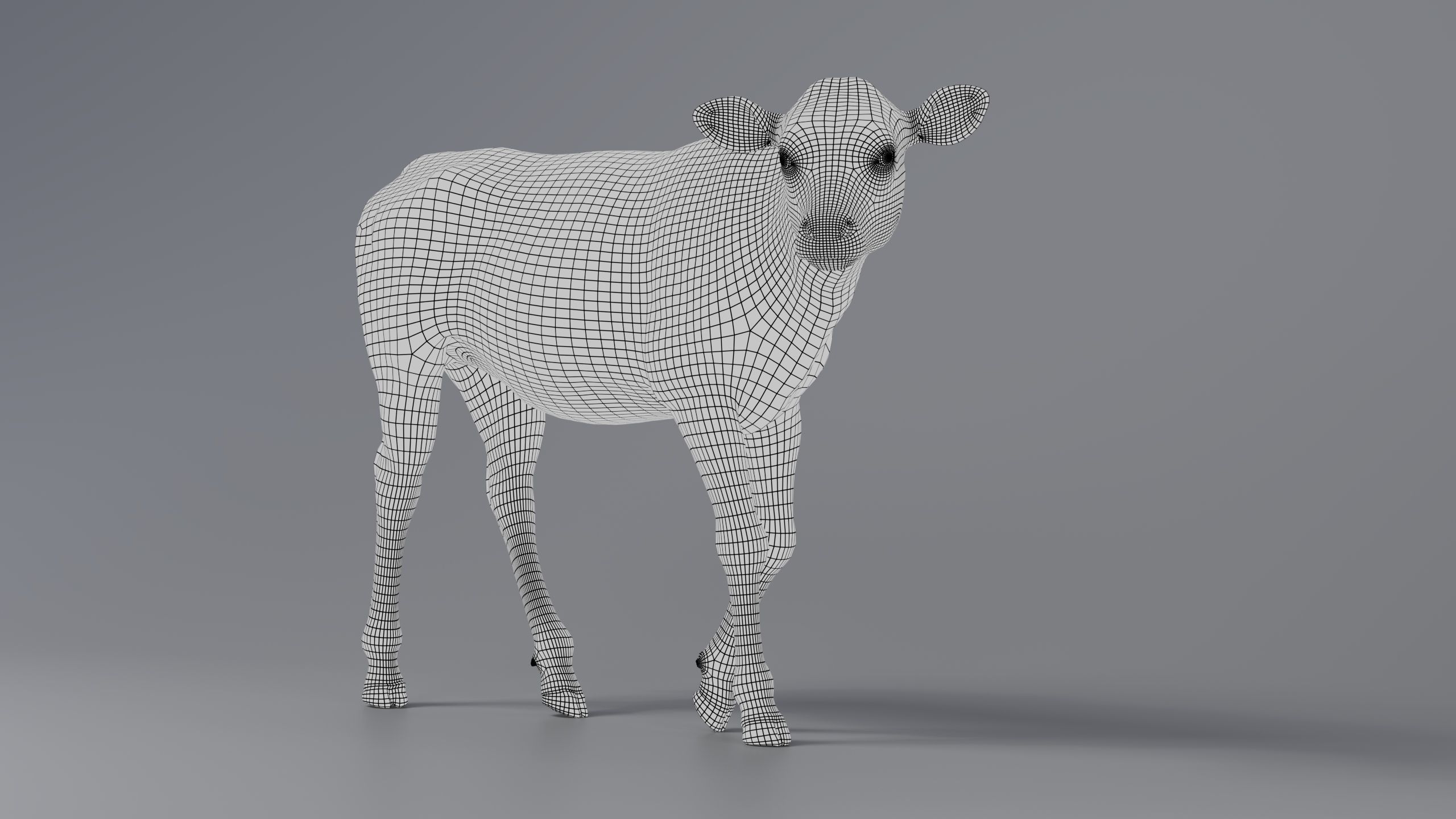 Realistic Cow Calf With Fur Rigged 3D model_11