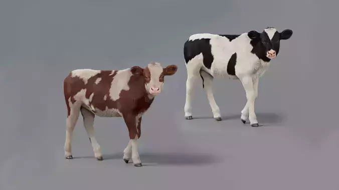 Realistic Cow Calf With Fur Rigged 3D model