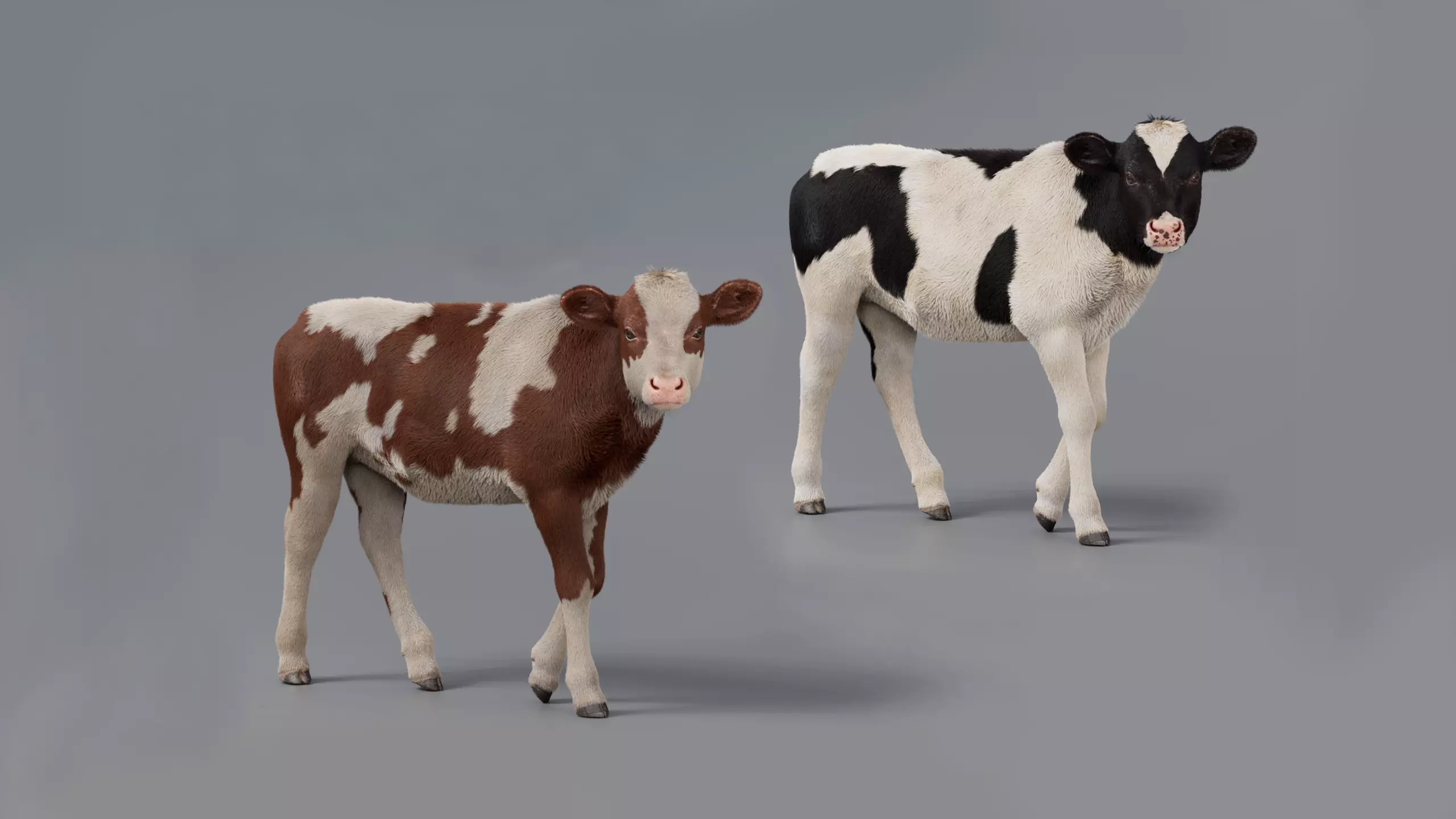 Realistic Cow Calf With Fur Rigged 3D model_0