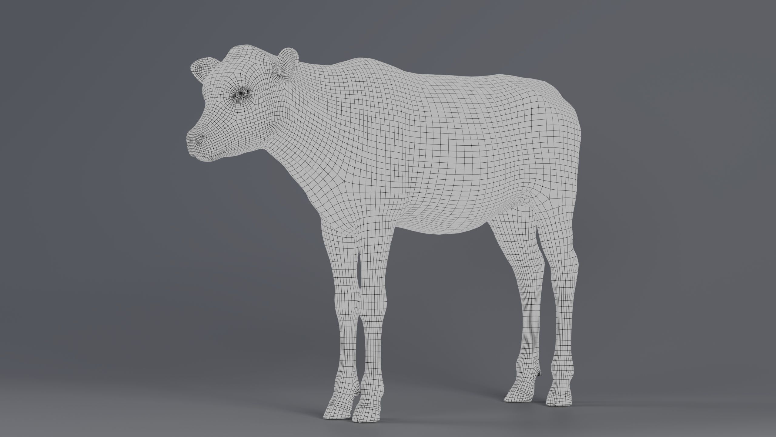Realistic Cow Calf With Fur Rigged 3D model_9