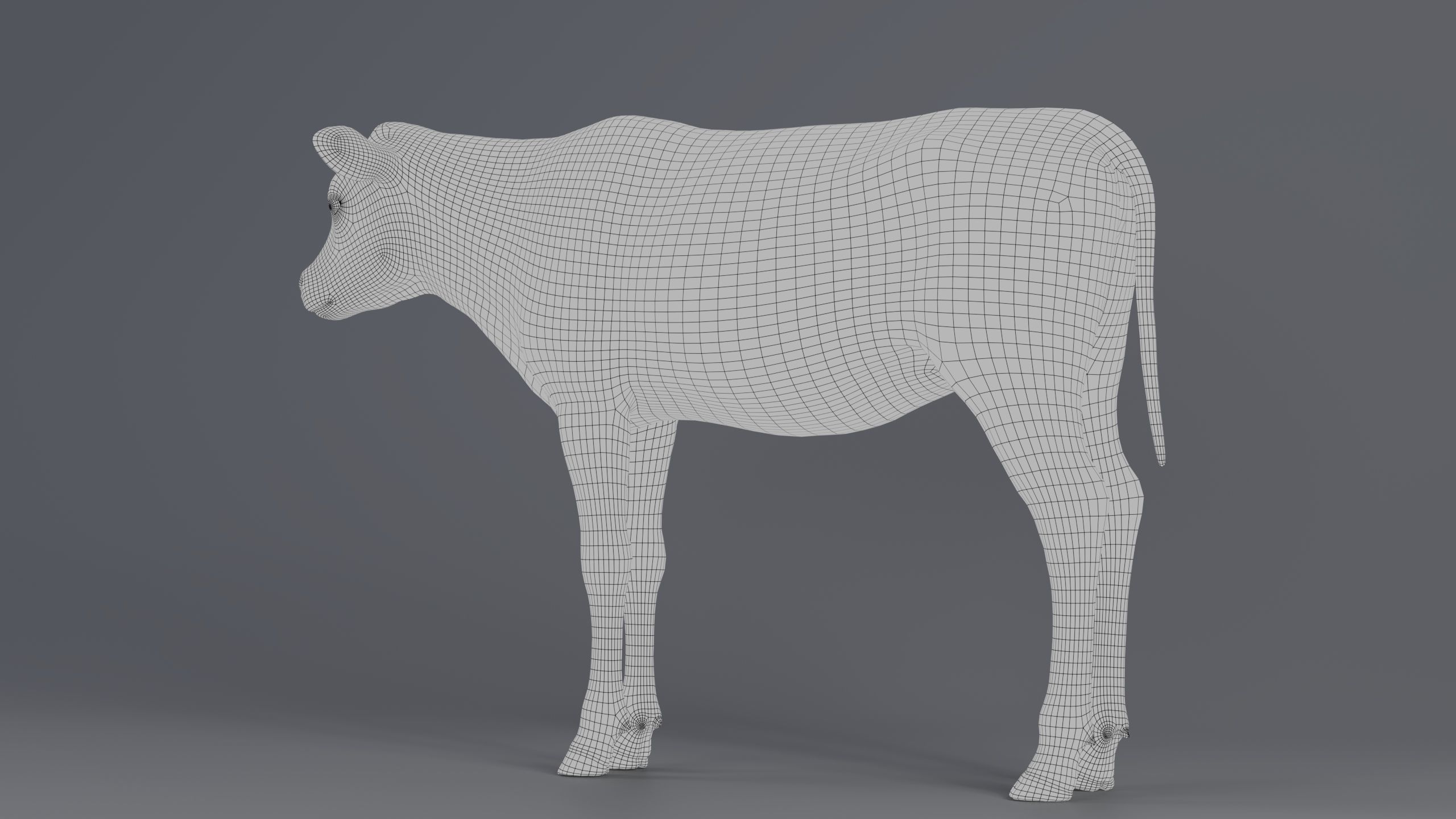 Realistic Cow Calf With Fur Rigged 3D model_12