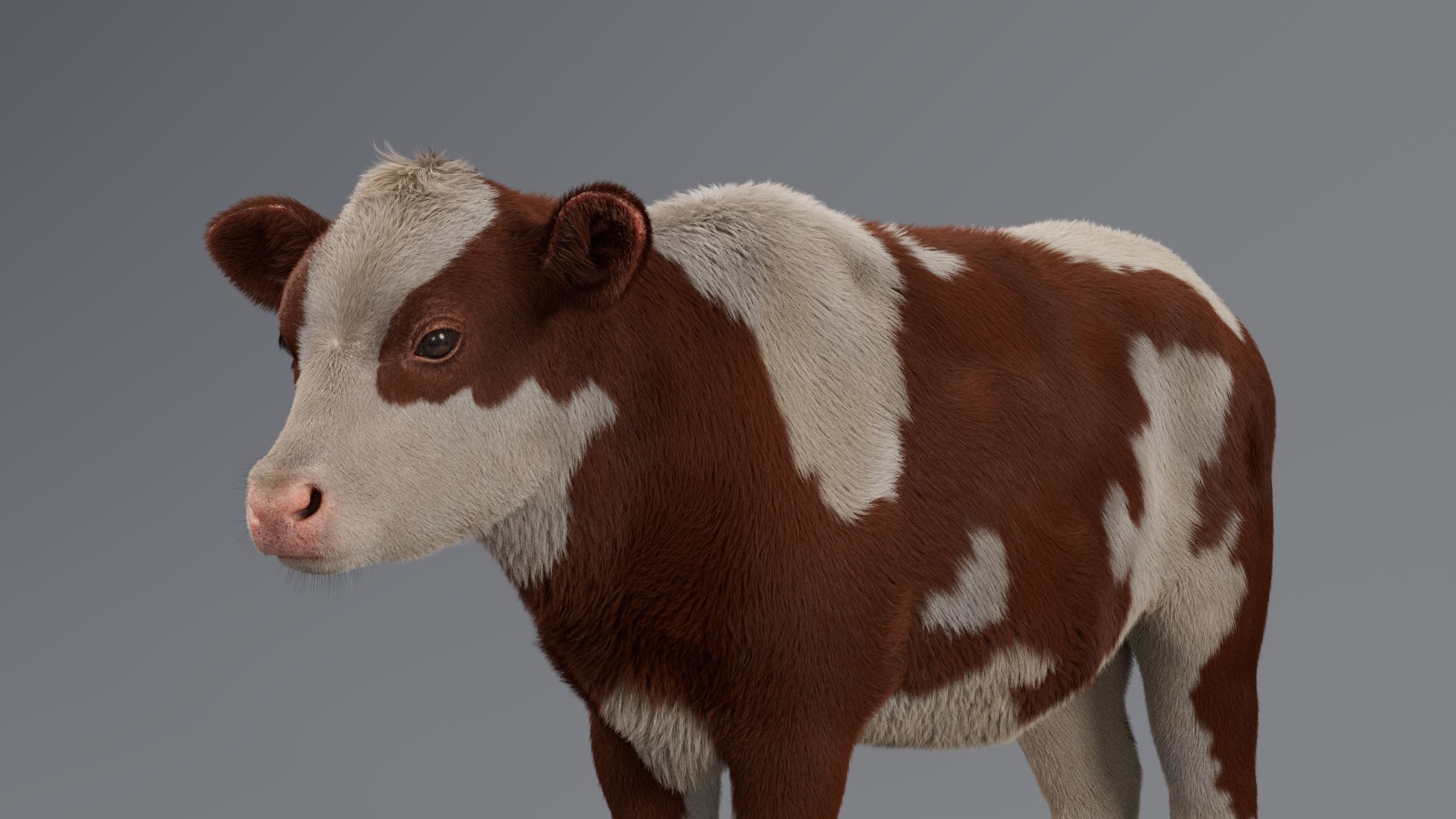 Realistic Cow Calf With Fur Rigged 3D model_6