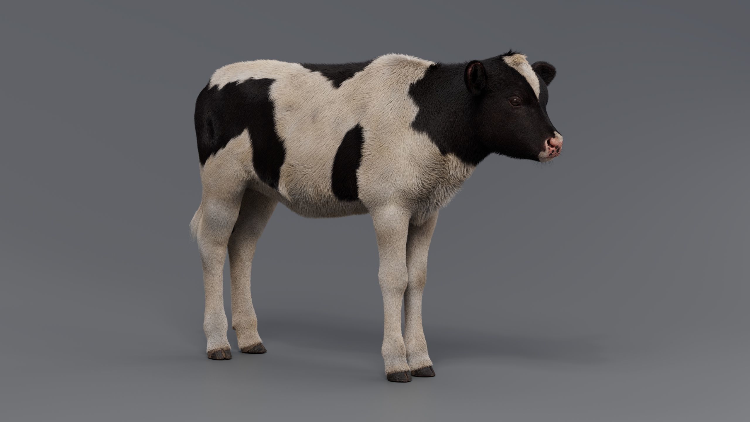 Realistic Cow Calf With Fur Rigged 3D model_7