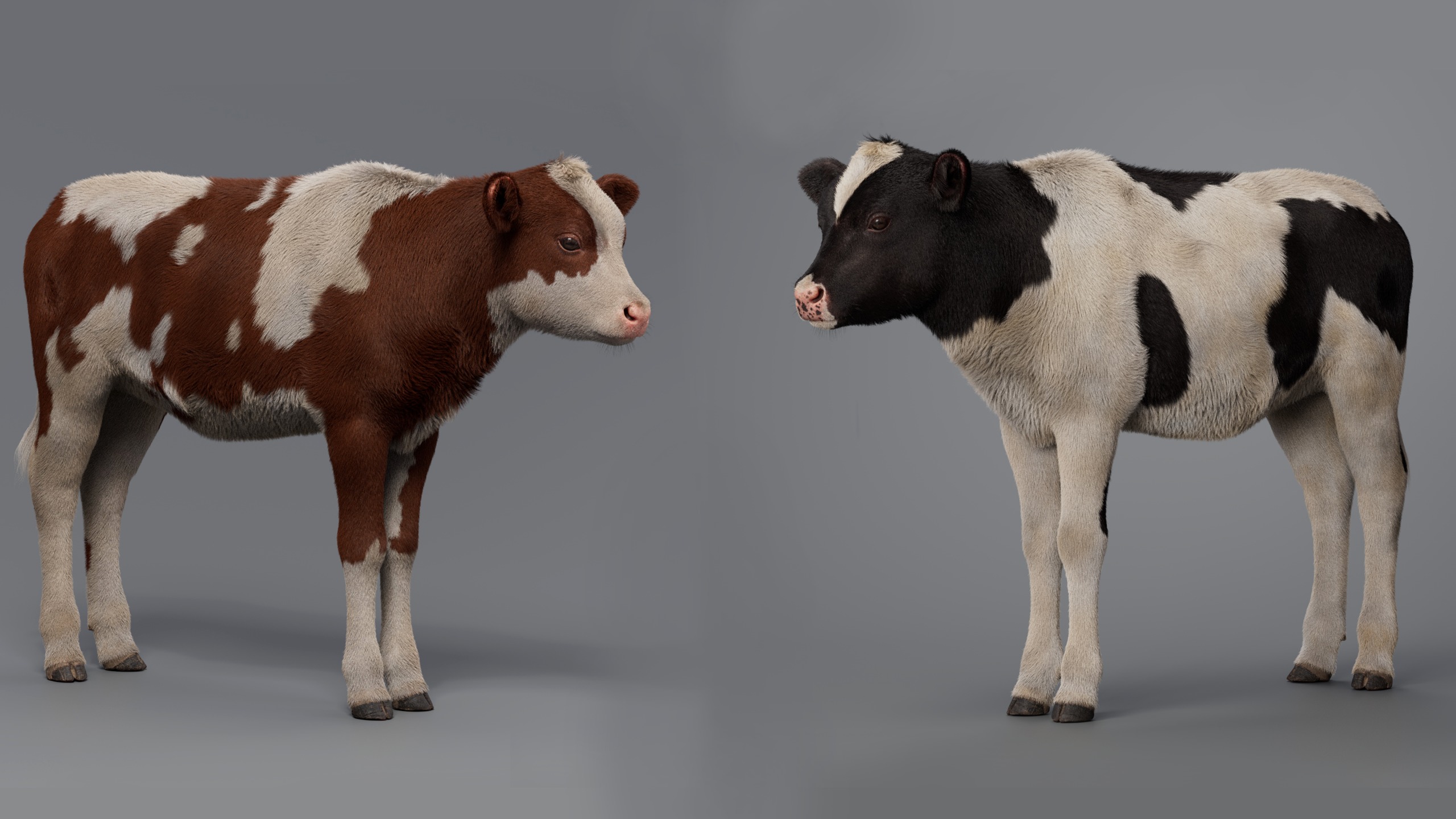 Realistic Cow Calf With Fur Rigged 3D model_2