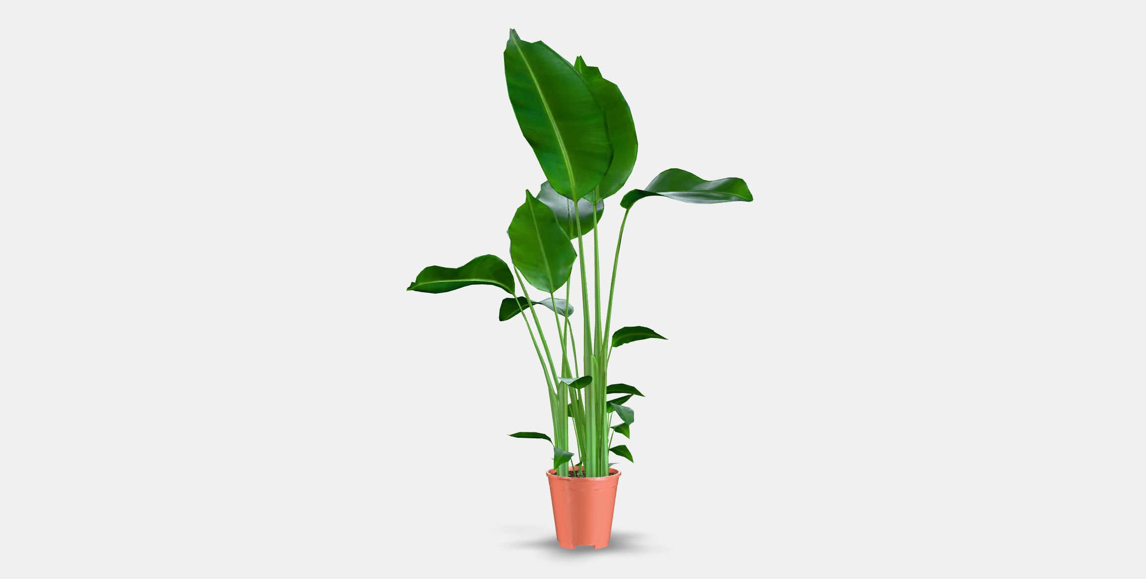 STRELITZIA Potted plant Low-poly 3D model_14