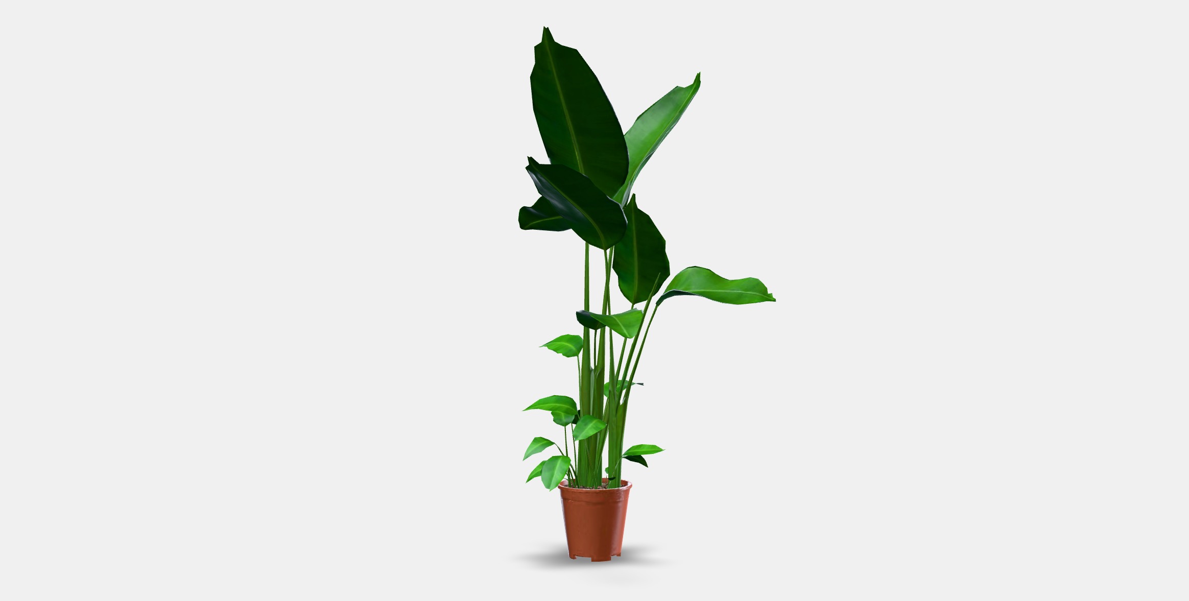 STRELITZIA Potted plant Low-poly 3D model_12
