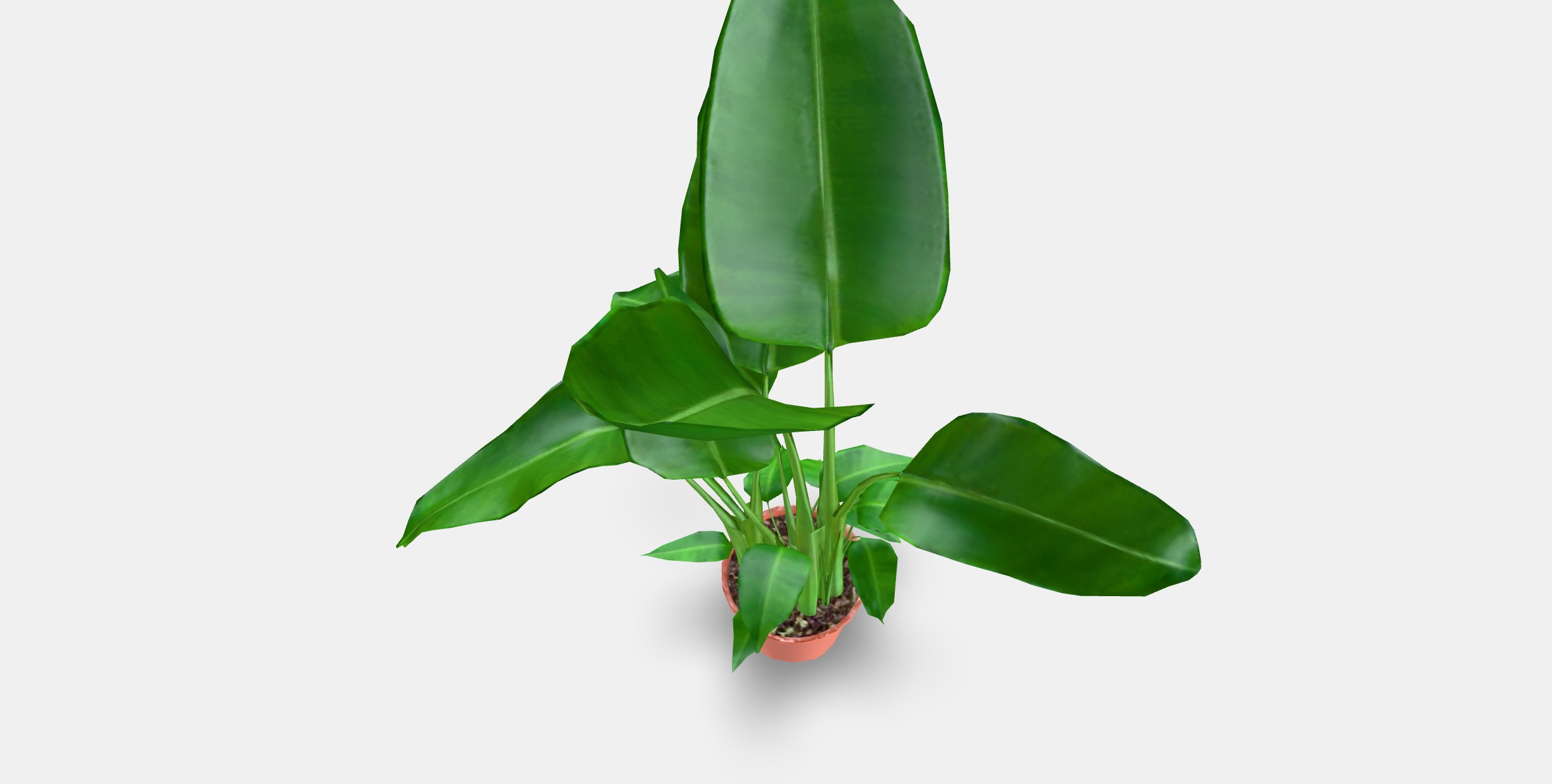 STRELITZIA Potted plant Low-poly 3D model_4