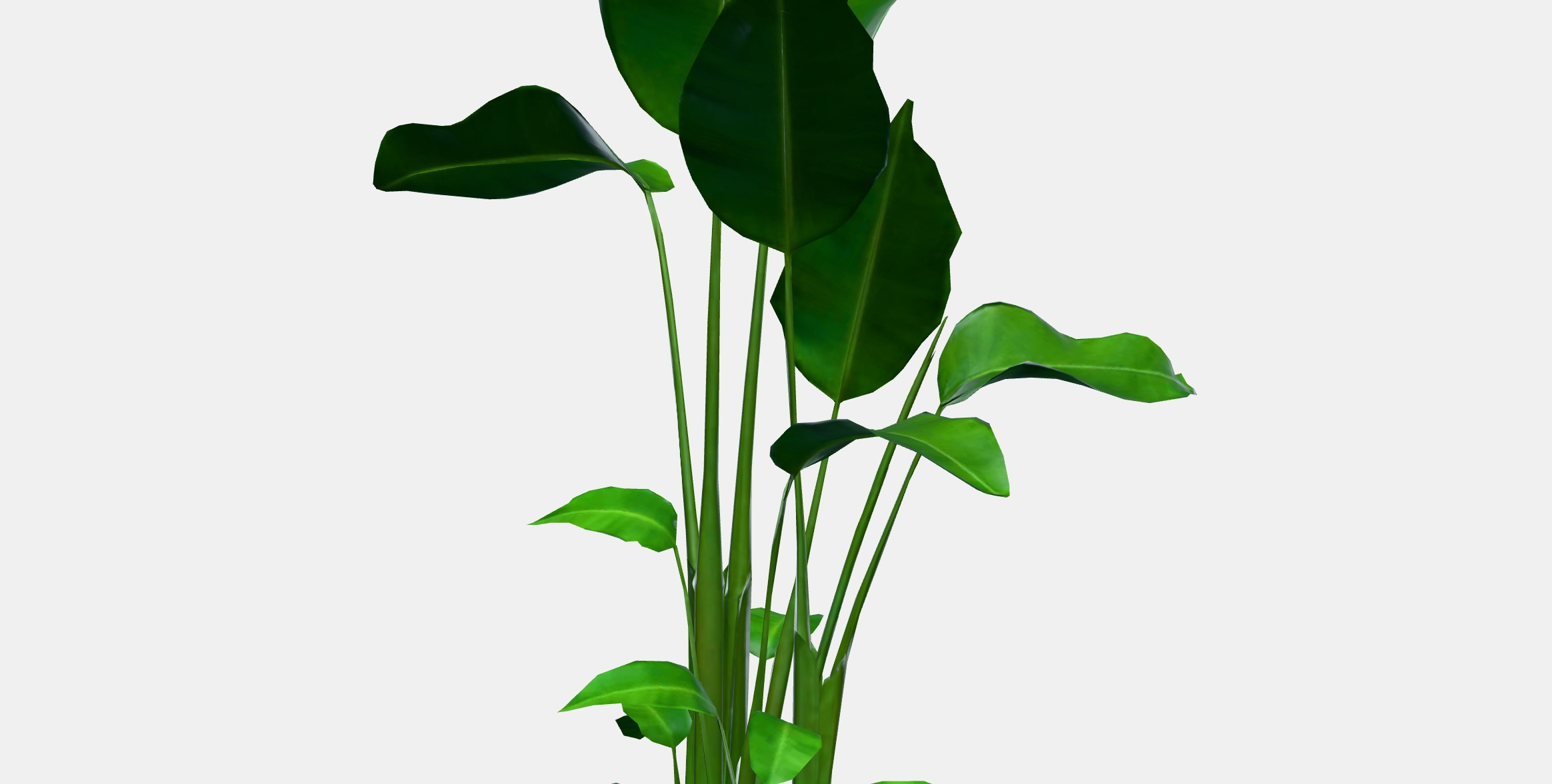 STRELITZIA Potted plant Low-poly 3D model_11