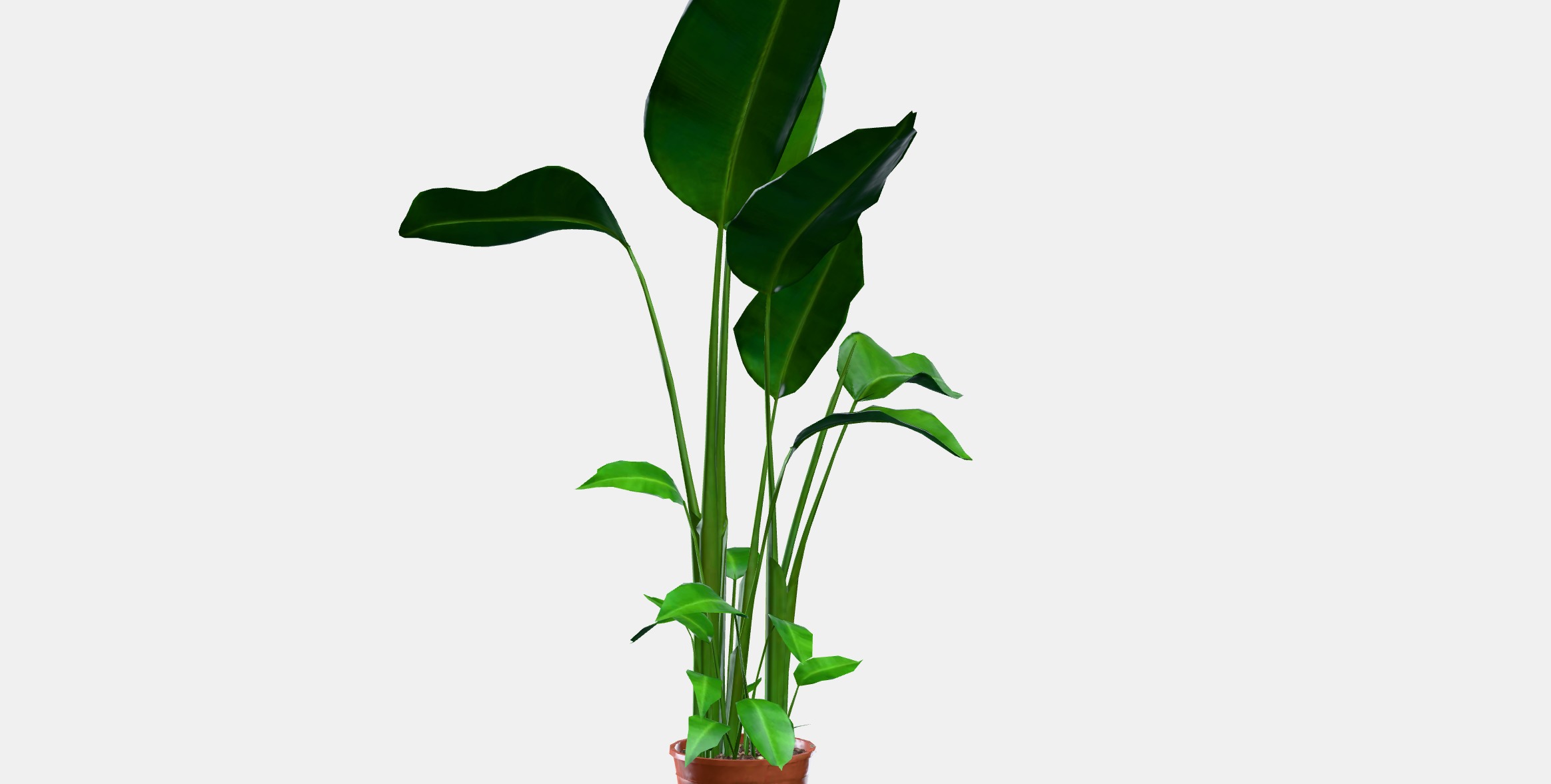 STRELITZIA Potted plant Low-poly 3D model_9