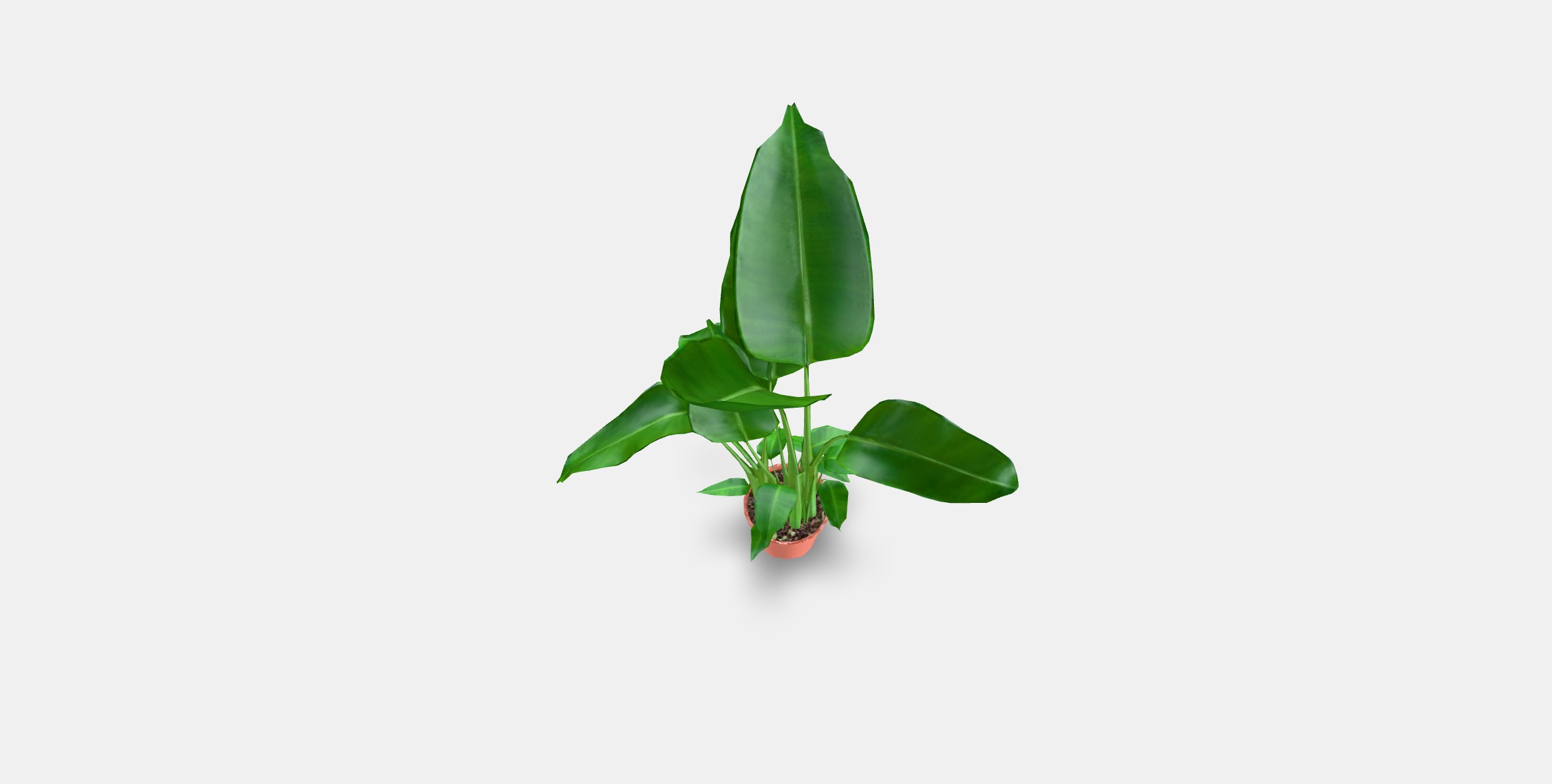 STRELITZIA Potted plant Low-poly 3D model_3
