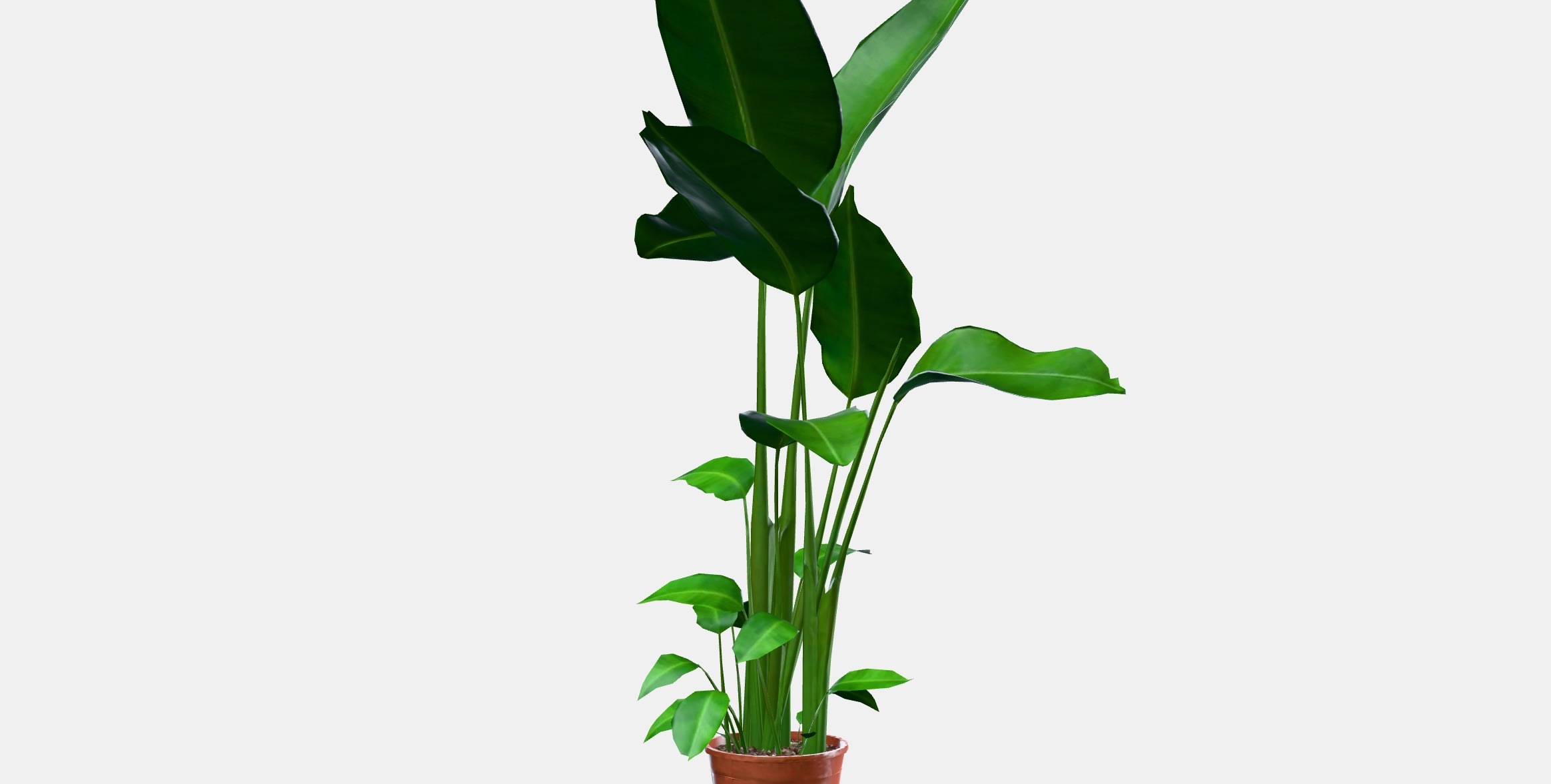 STRELITZIA Potted plant Low-poly 3D model_13