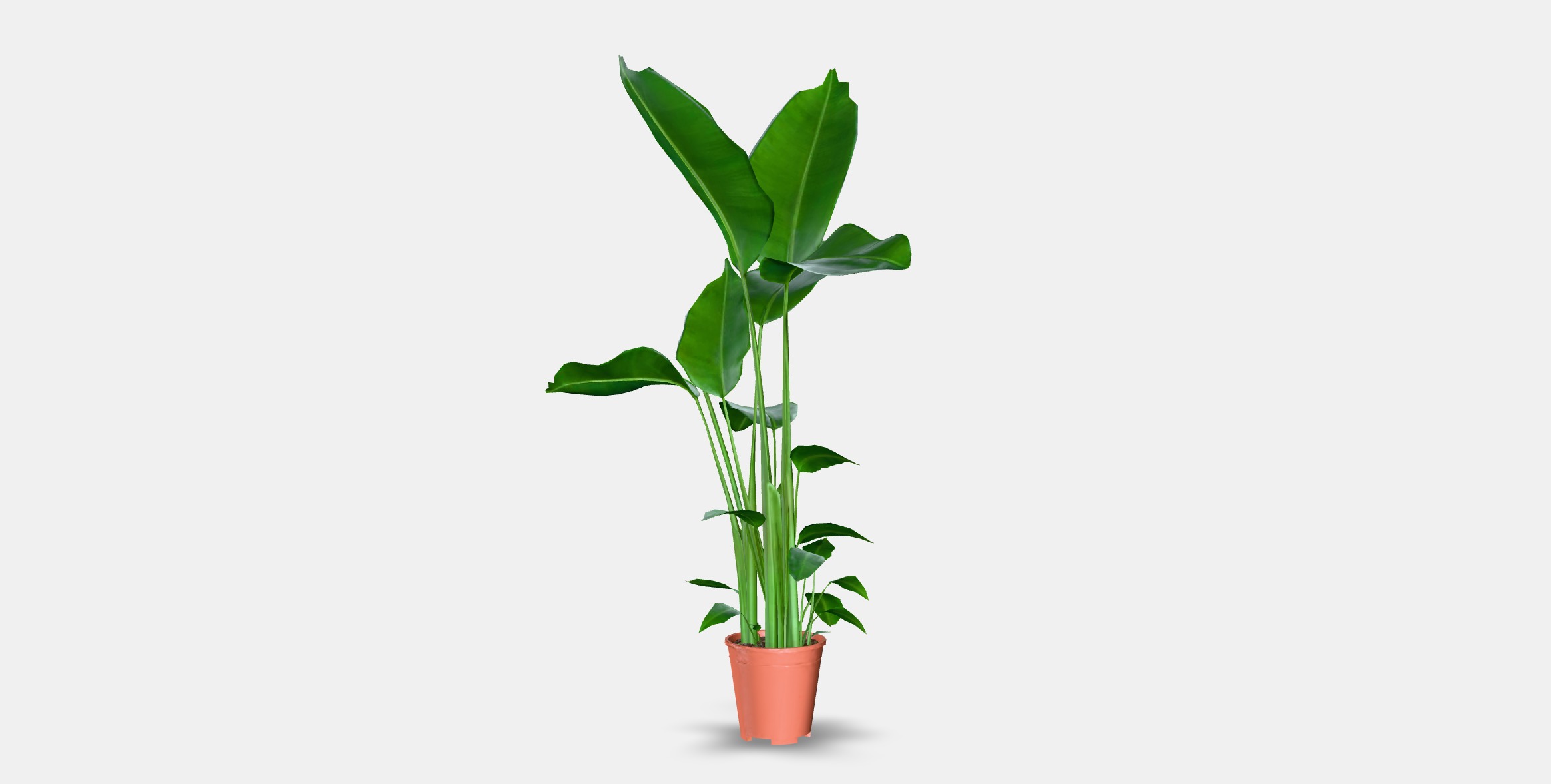 STRELITZIA Potted plant Low-poly 3D model_5