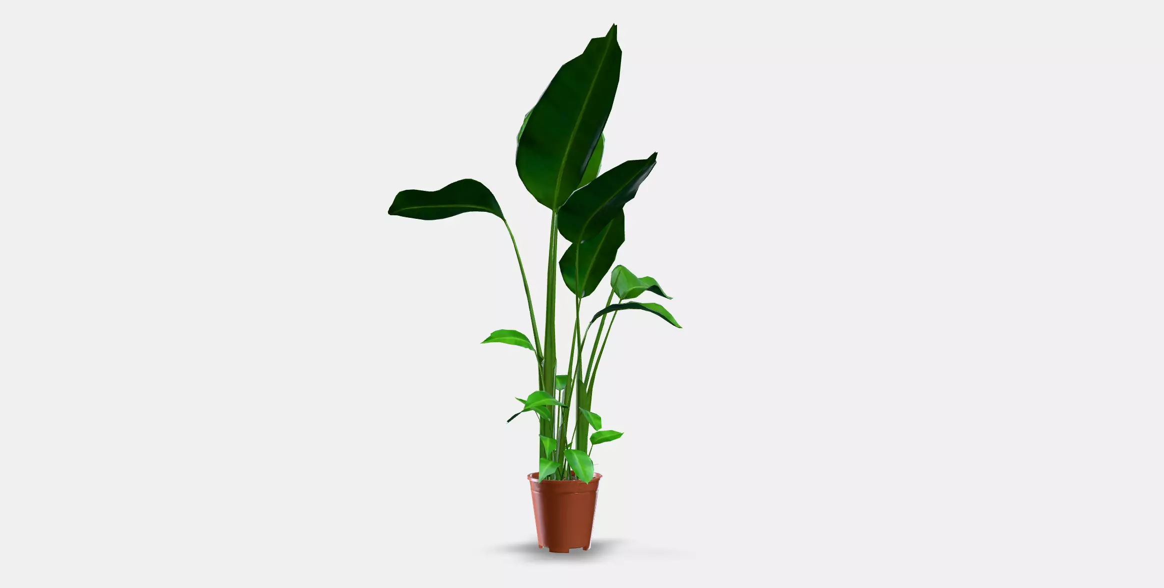 STRELITZIA Potted plant Low-poly 3D model_0