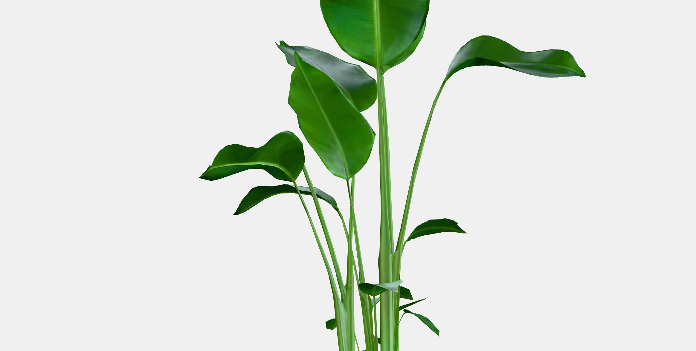 STRELITZIA Potted plant Low-poly 3D model_2