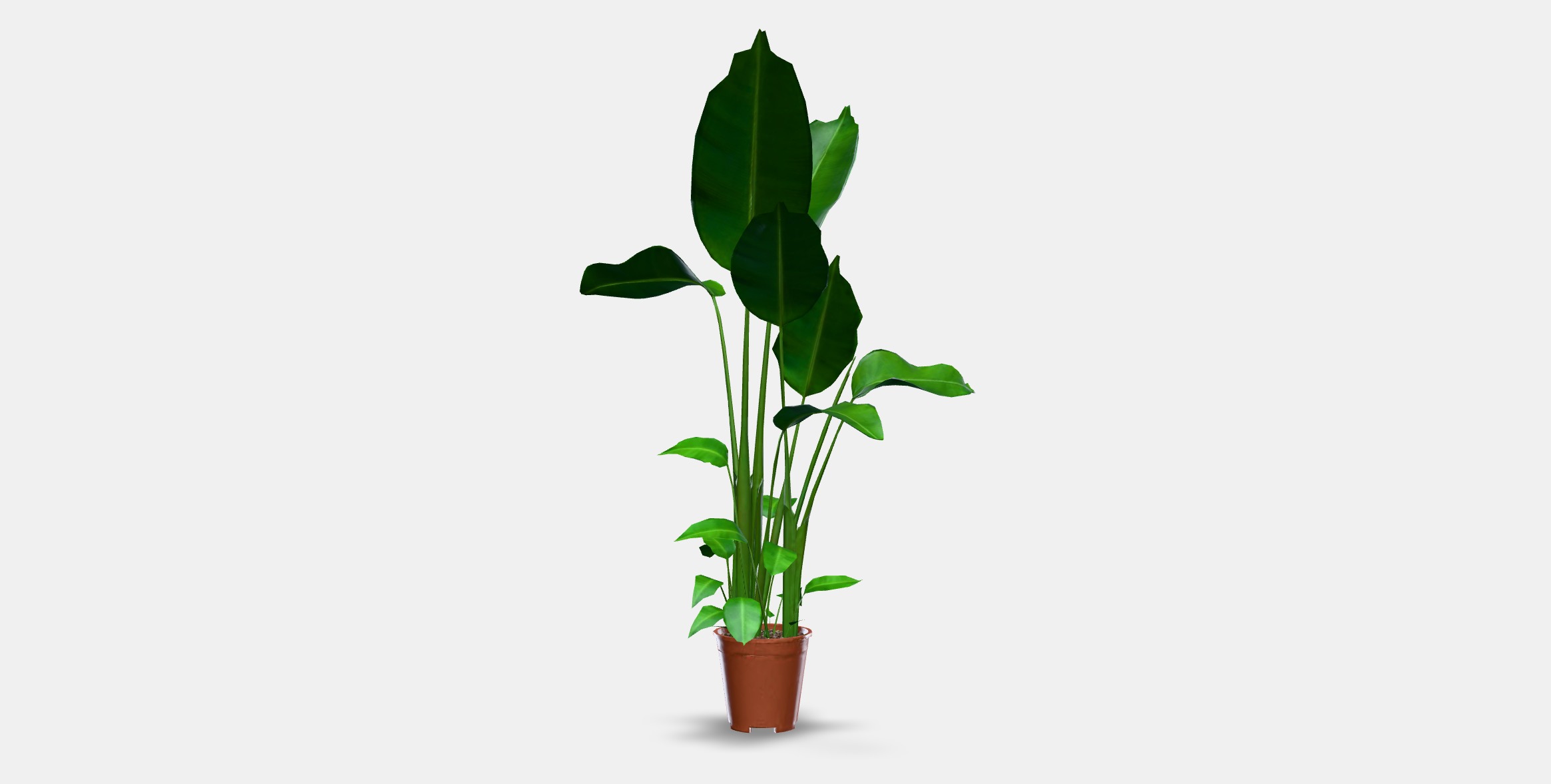 STRELITZIA Potted plant Low-poly 3D model_10