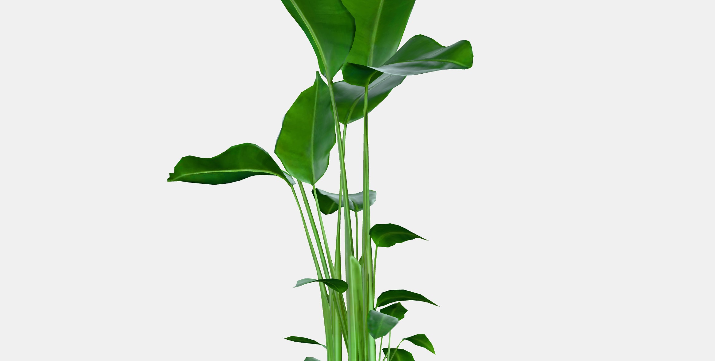 STRELITZIA Potted plant Low-poly 3D model_6