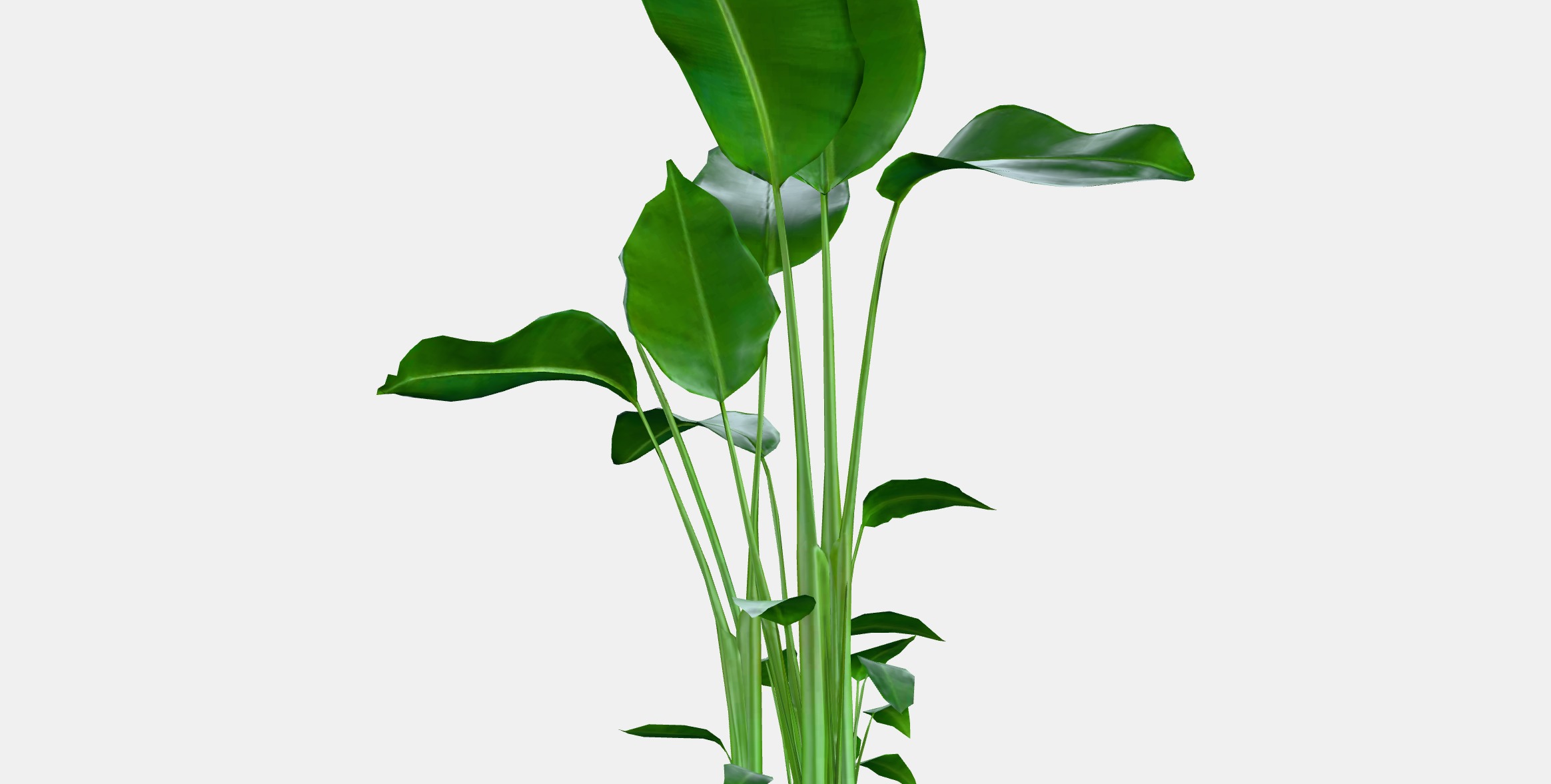STRELITZIA Potted plant Low-poly 3D model_15
