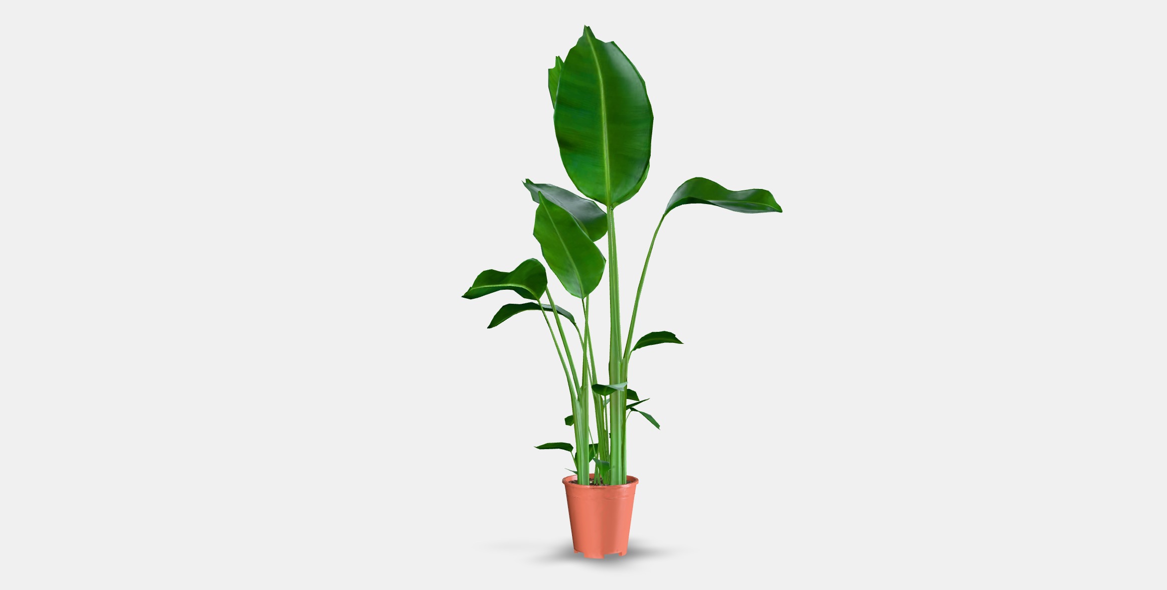 STRELITZIA Potted plant Low-poly 3D model_16