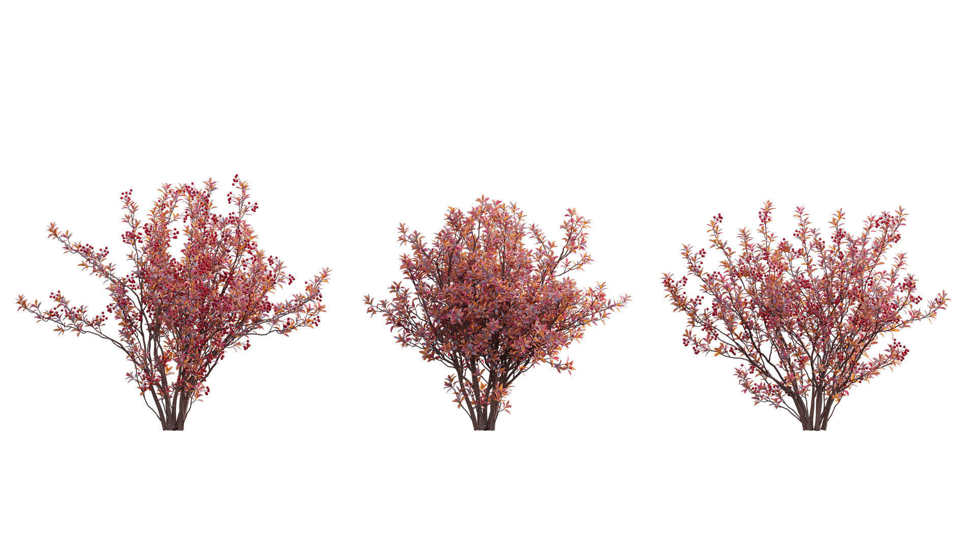 Aronia arbutifolia - Red Chokeberry Low-poly 3D model_6