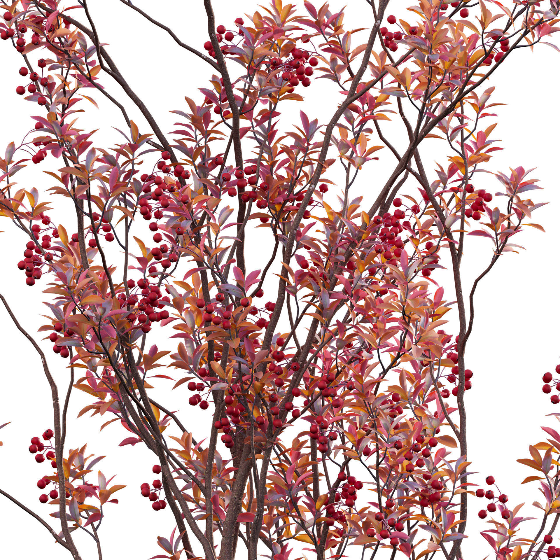 Aronia arbutifolia - Red Chokeberry Low-poly 3D model_2