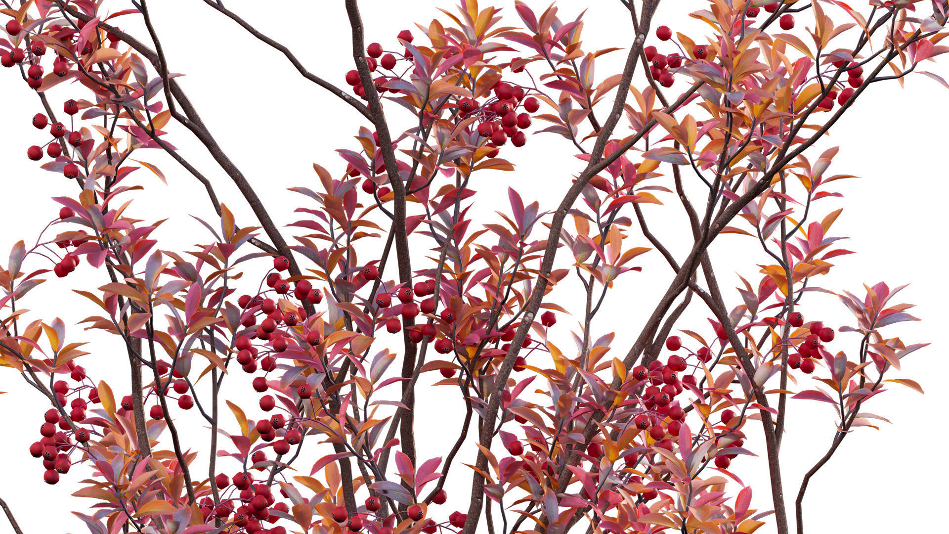 Aronia arbutifolia - Red Chokeberry Low-poly 3D model_7