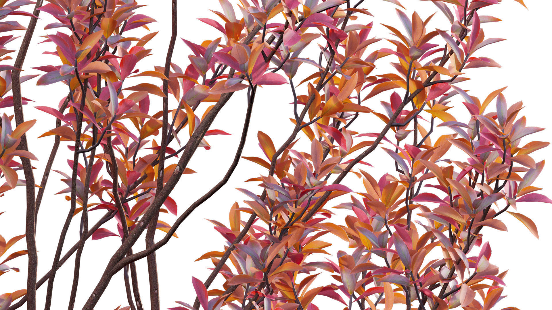 Aronia arbutifolia - Red Chokeberry Low-poly 3D model_9